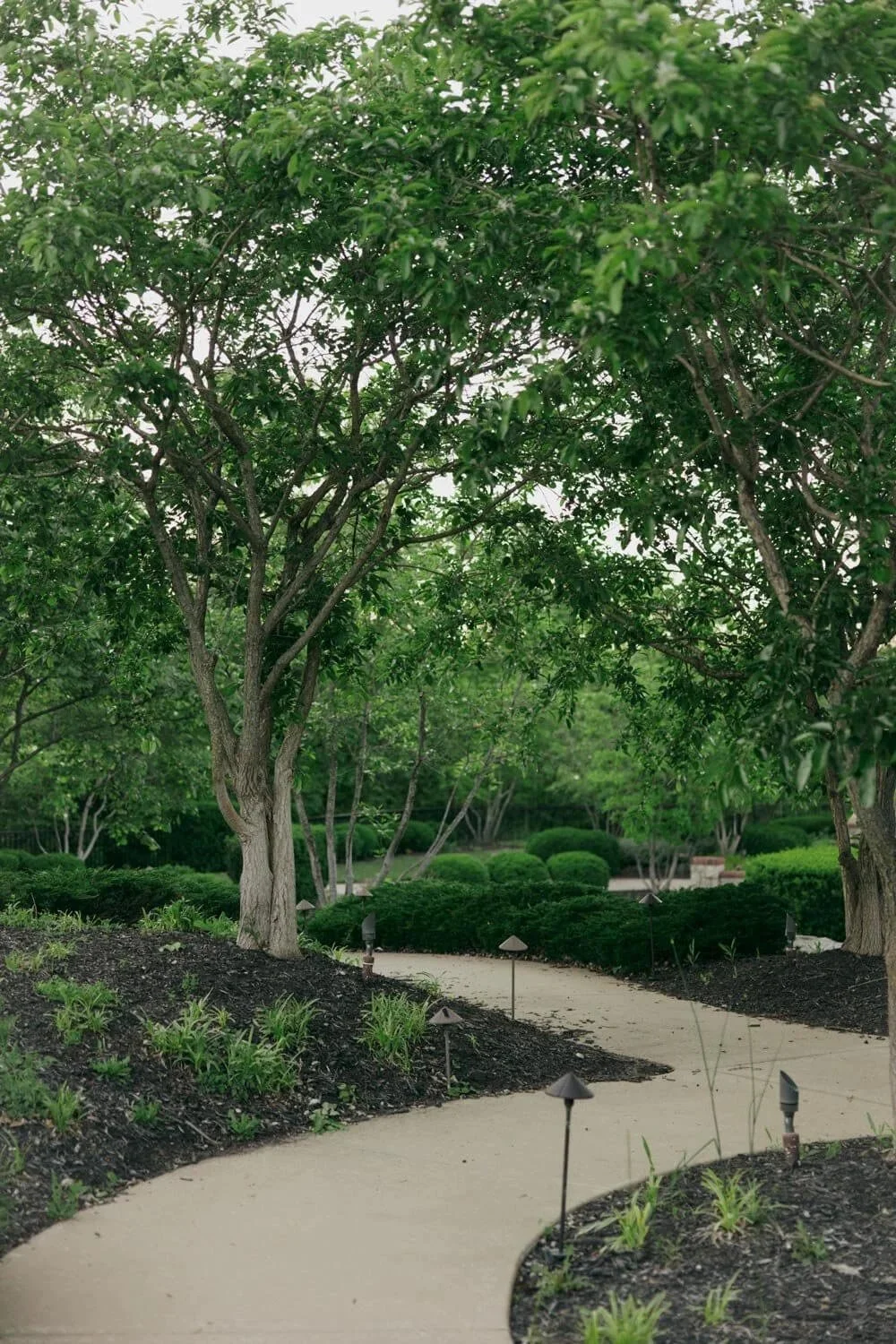 A winding pathway in a lush, green garden with trees, bushes, and small plants, illuminated by small outdoor lights.