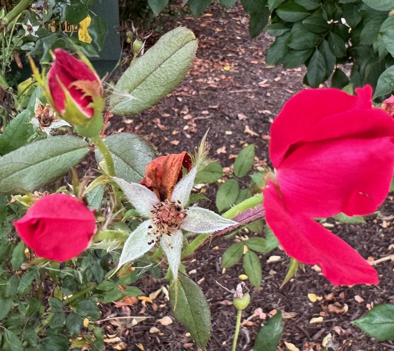 rose.jpg