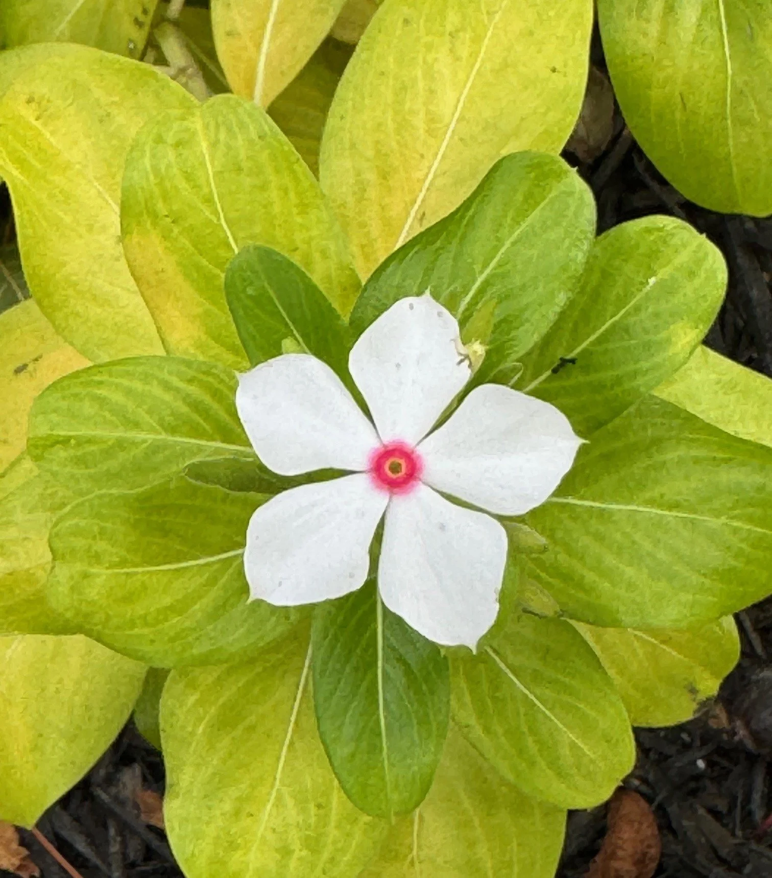vinca.jpg