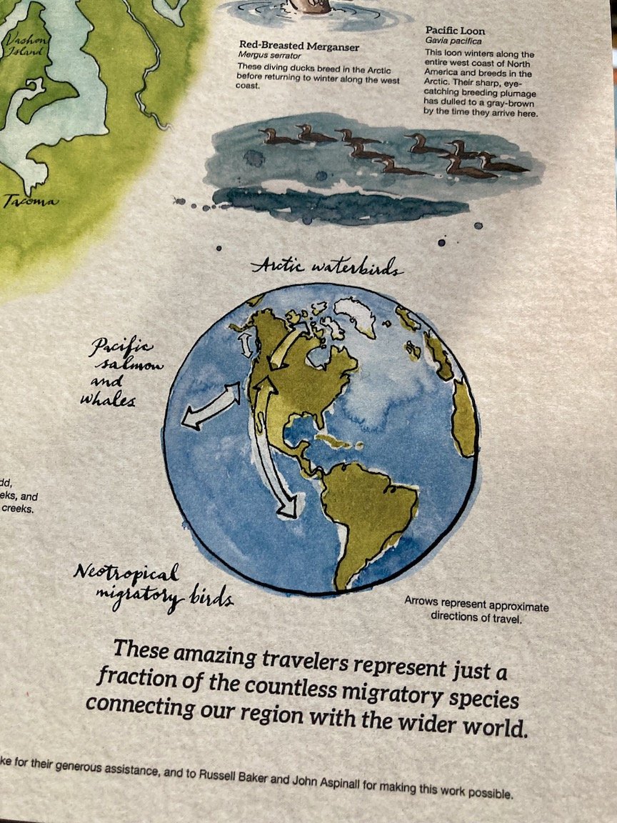 Migration_poster_closeup_4.jpeg