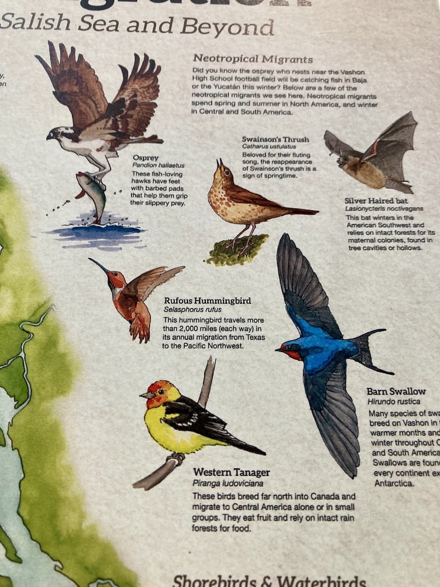 Migration_poster_closeup_1.jpeg