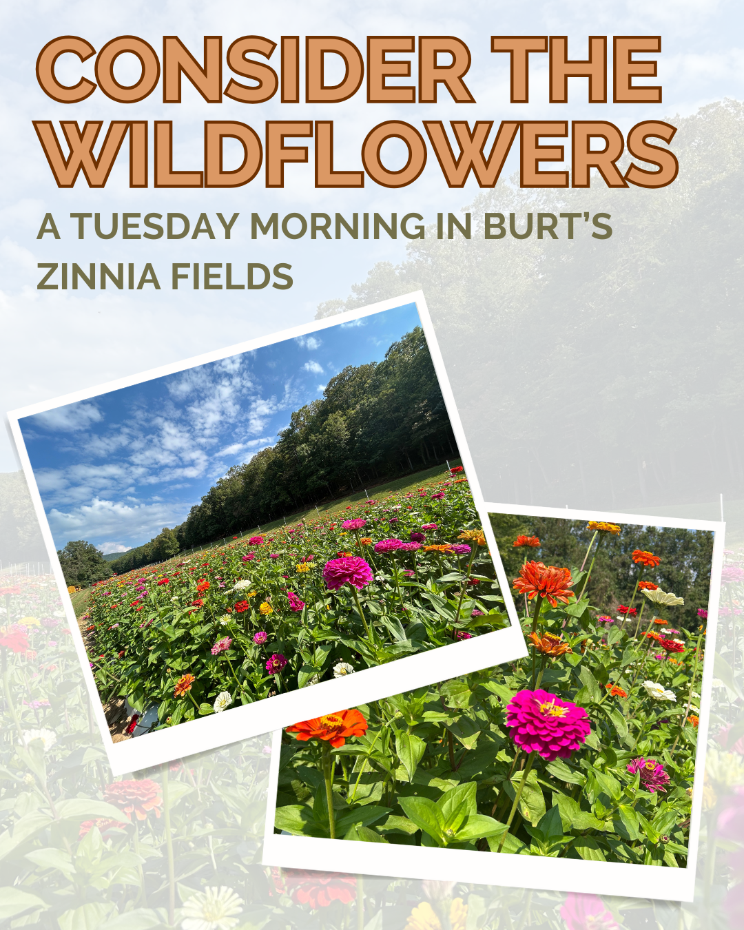 Consider the Wildflowers: A Tuesday Morning in Burt’s Zinnia Fields