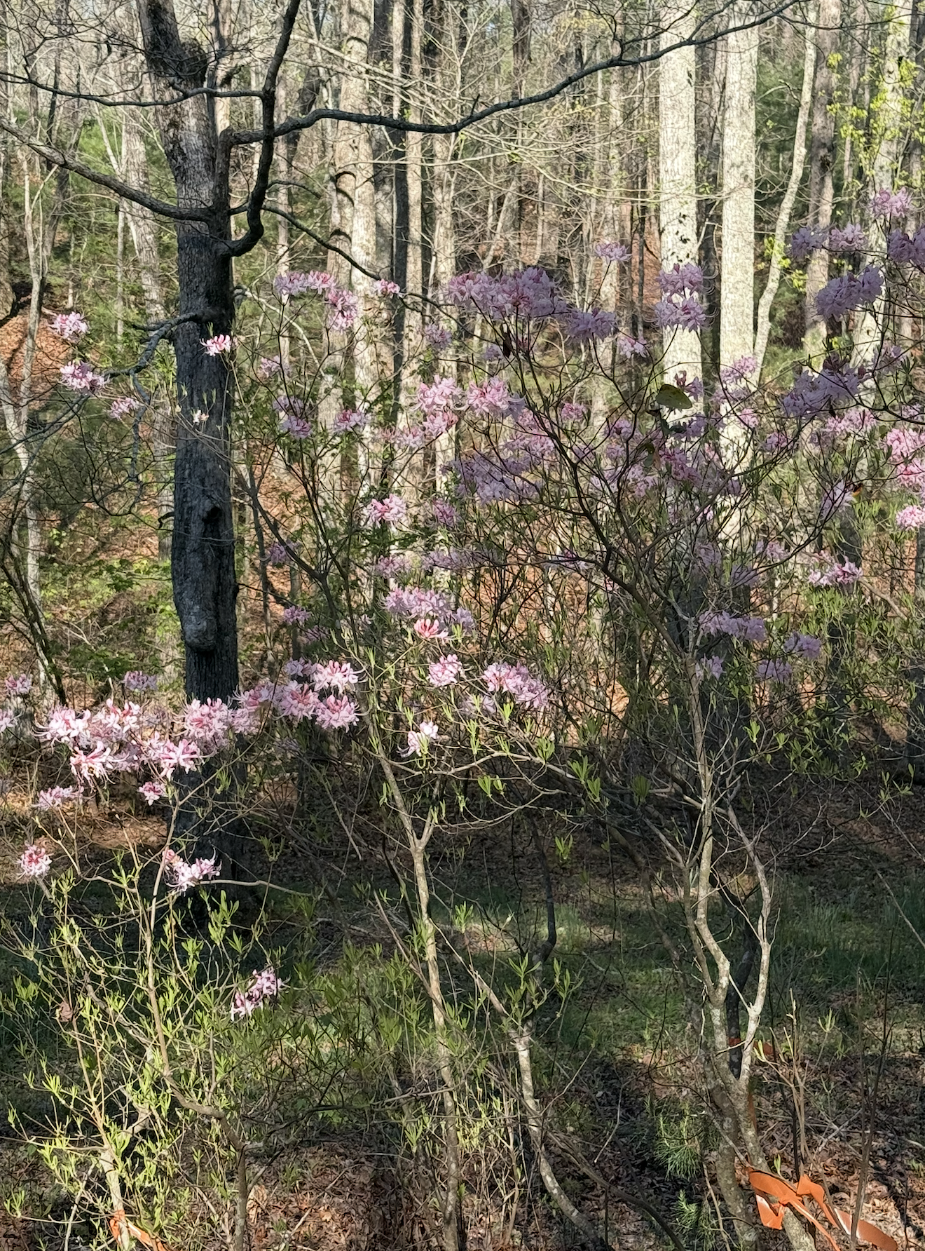 Screenshot 2026-04-21 at 4.00.24 PM.png