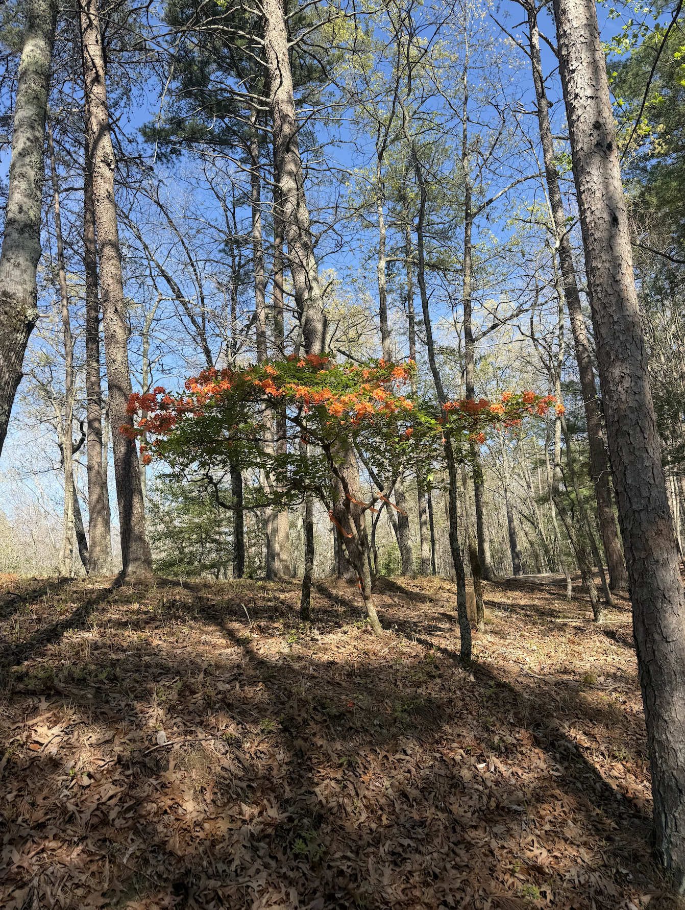 Screenshot 2026-04-21 at 4.00.36 PM.png