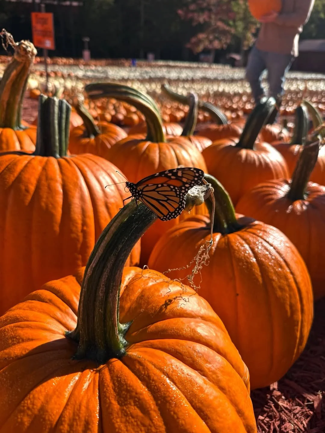 Halloween Week at Burt’s: Pumpkins, Porch Decorating &amp; Family Memories