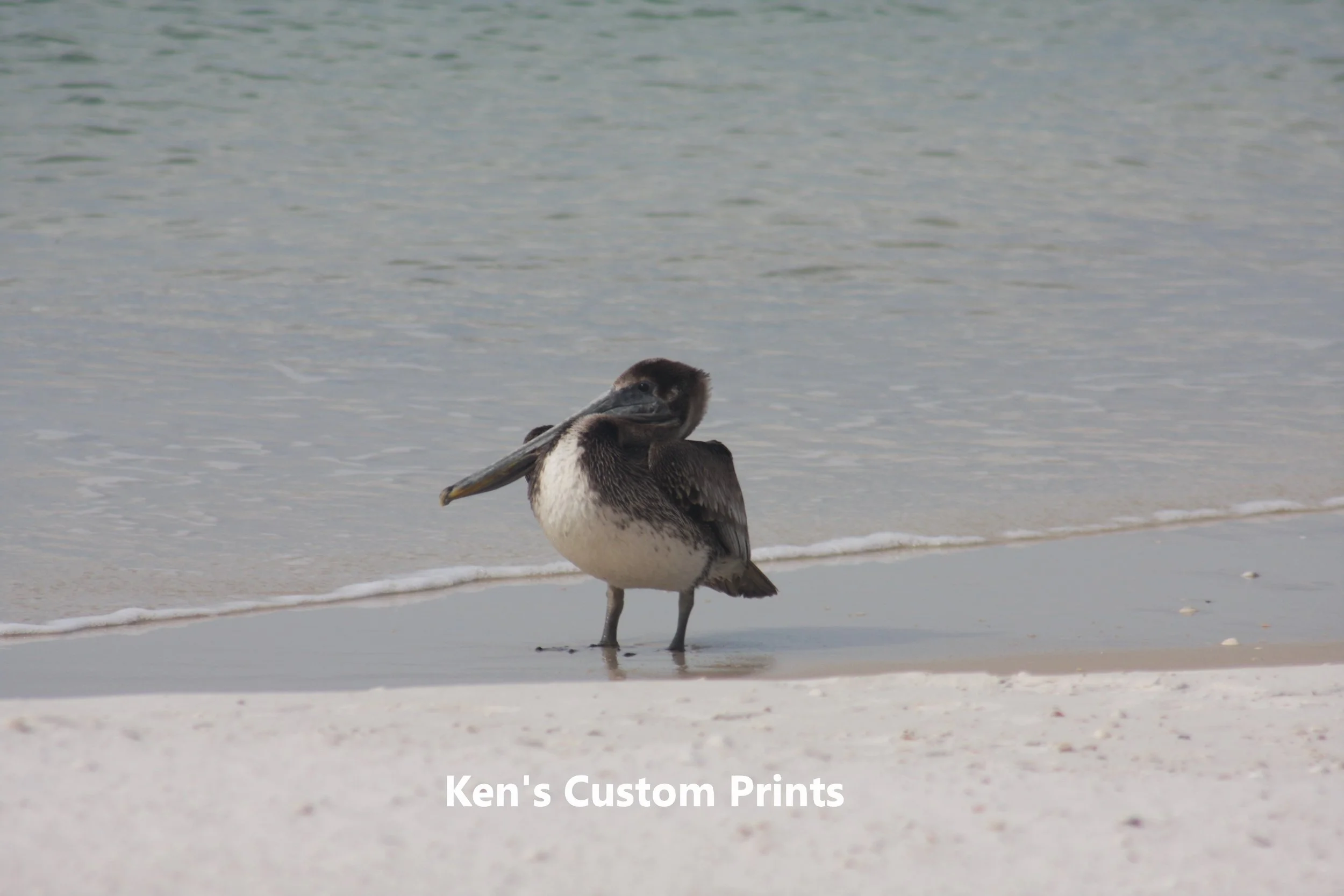 "Stuck in the Mud" - This old bird seemed 'stuck in the mud' as I stood for several minutes on Mexico Beach in south Florida observing his stately appearance. Time seemed to be of no interest as he hunched looking at me as I captured him in this phot