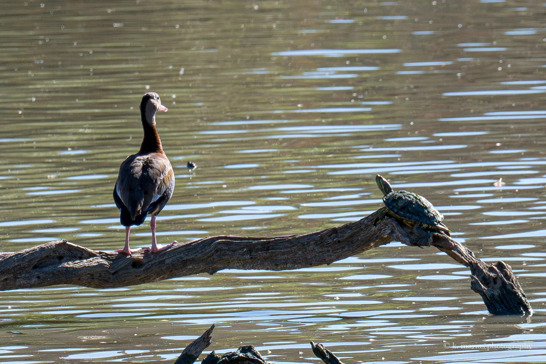 "Park bench," Black-bellied whistling duck and friend, Chalmette