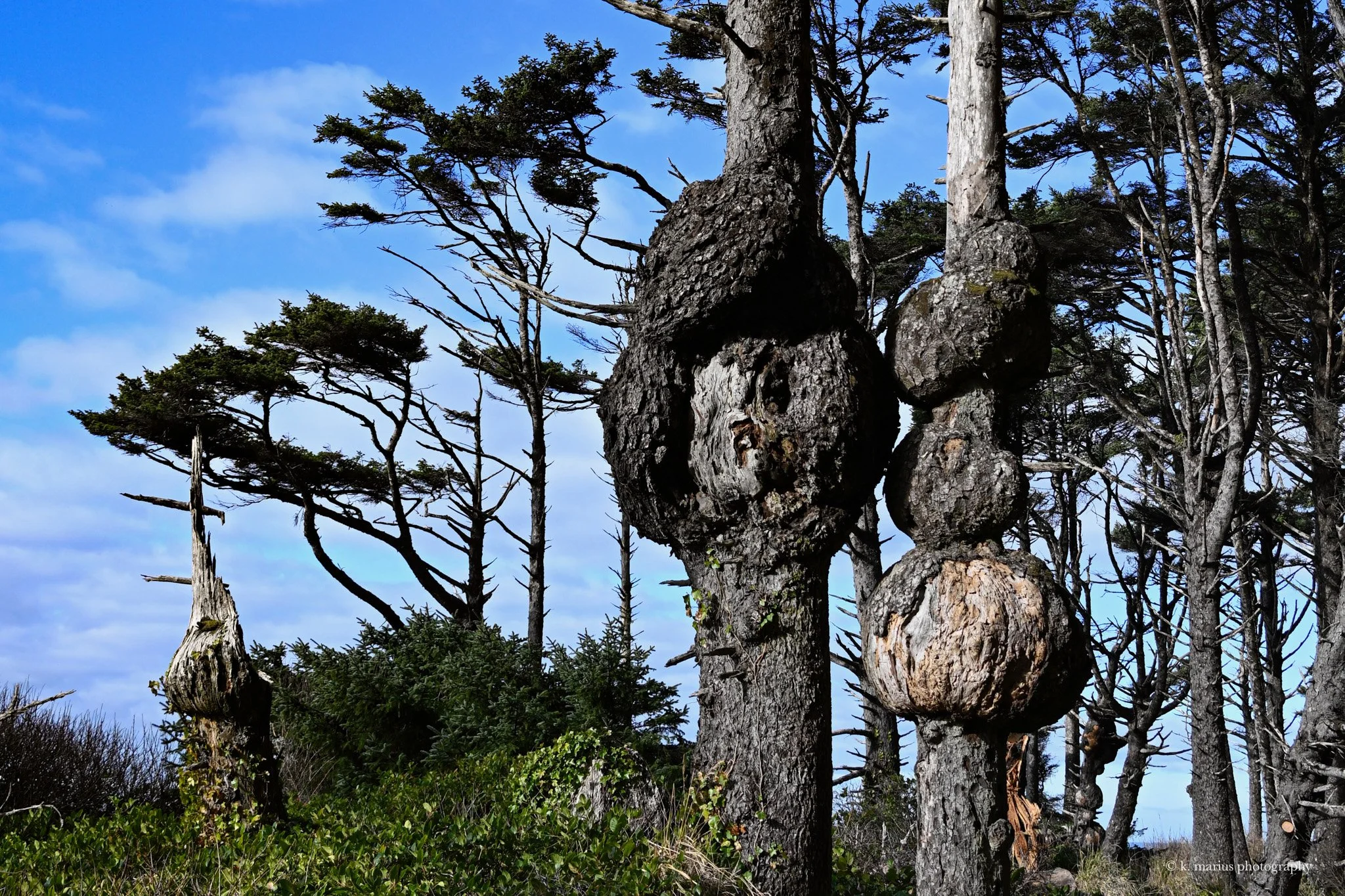 Burls on the spruce burl trail off Hwy 101, near Kalaloch, WA (2)