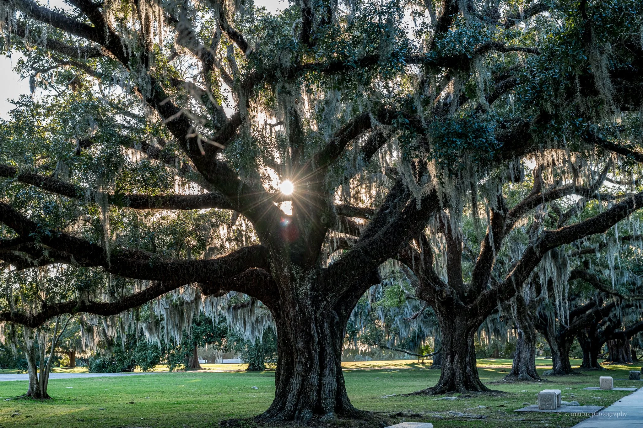 DSC_9127 std w-adjs slight crop sig.jpg