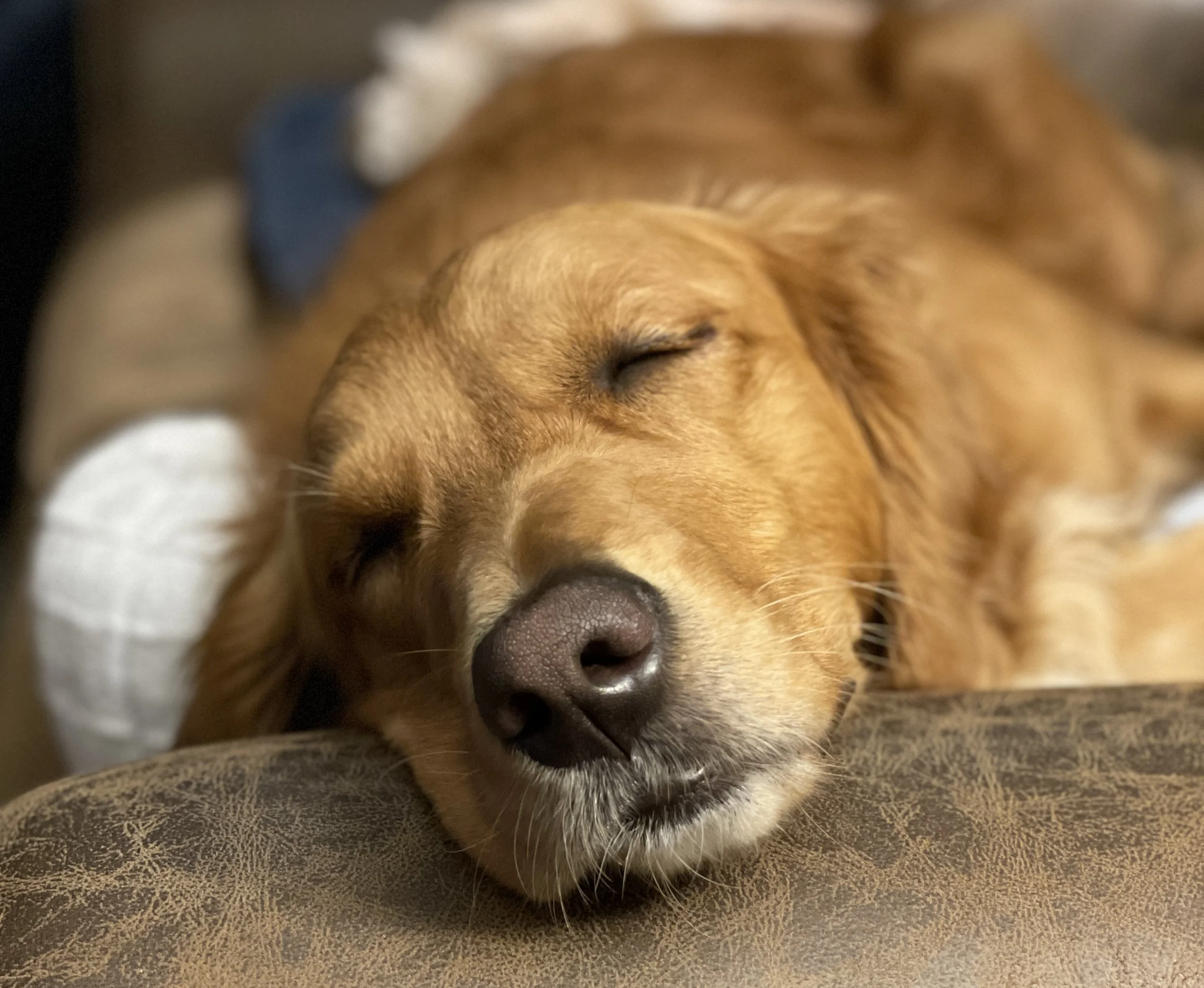 Sleeping Belle