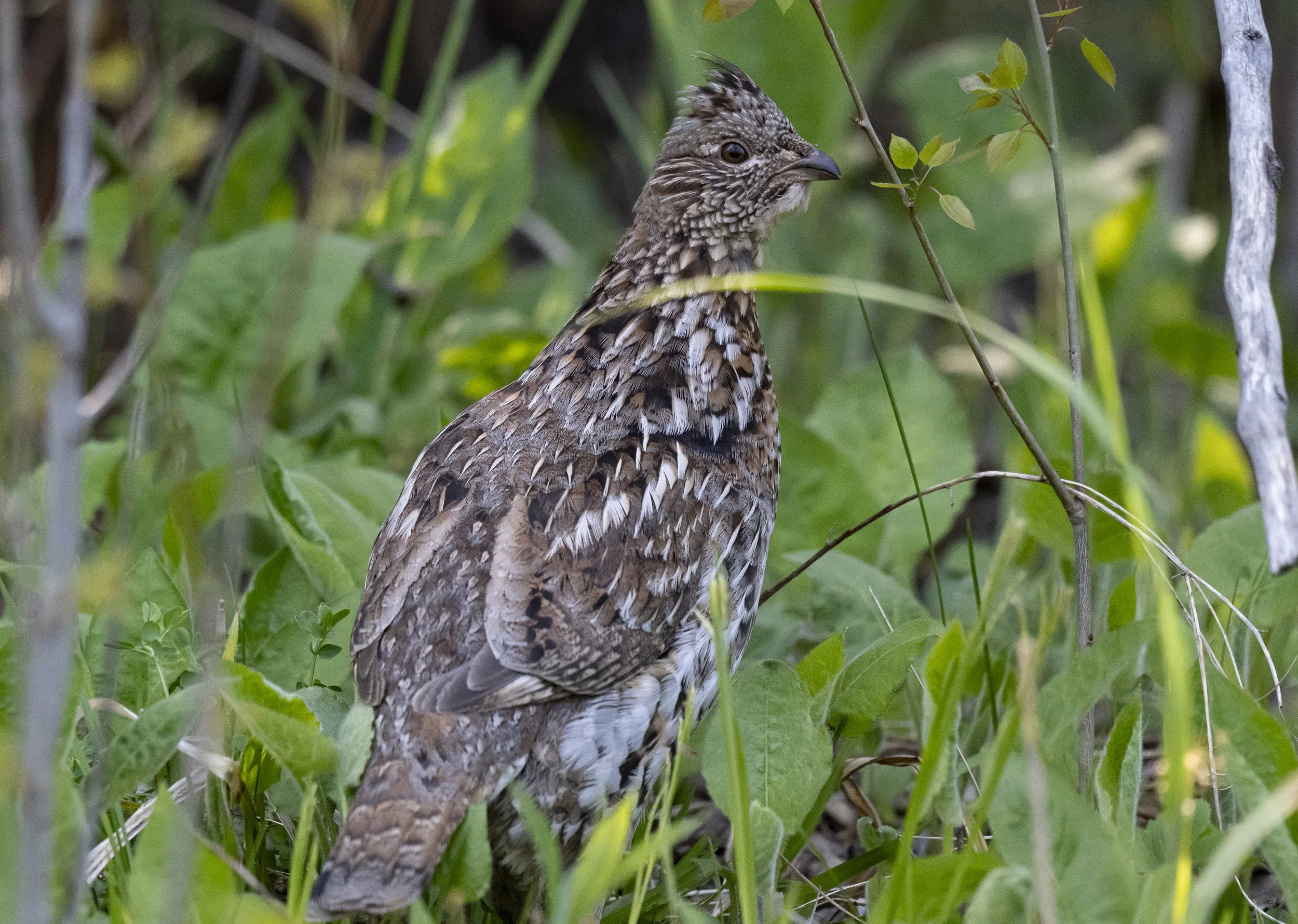 Ruffed grouse hen assessing (horiz), Port Wing, WI
