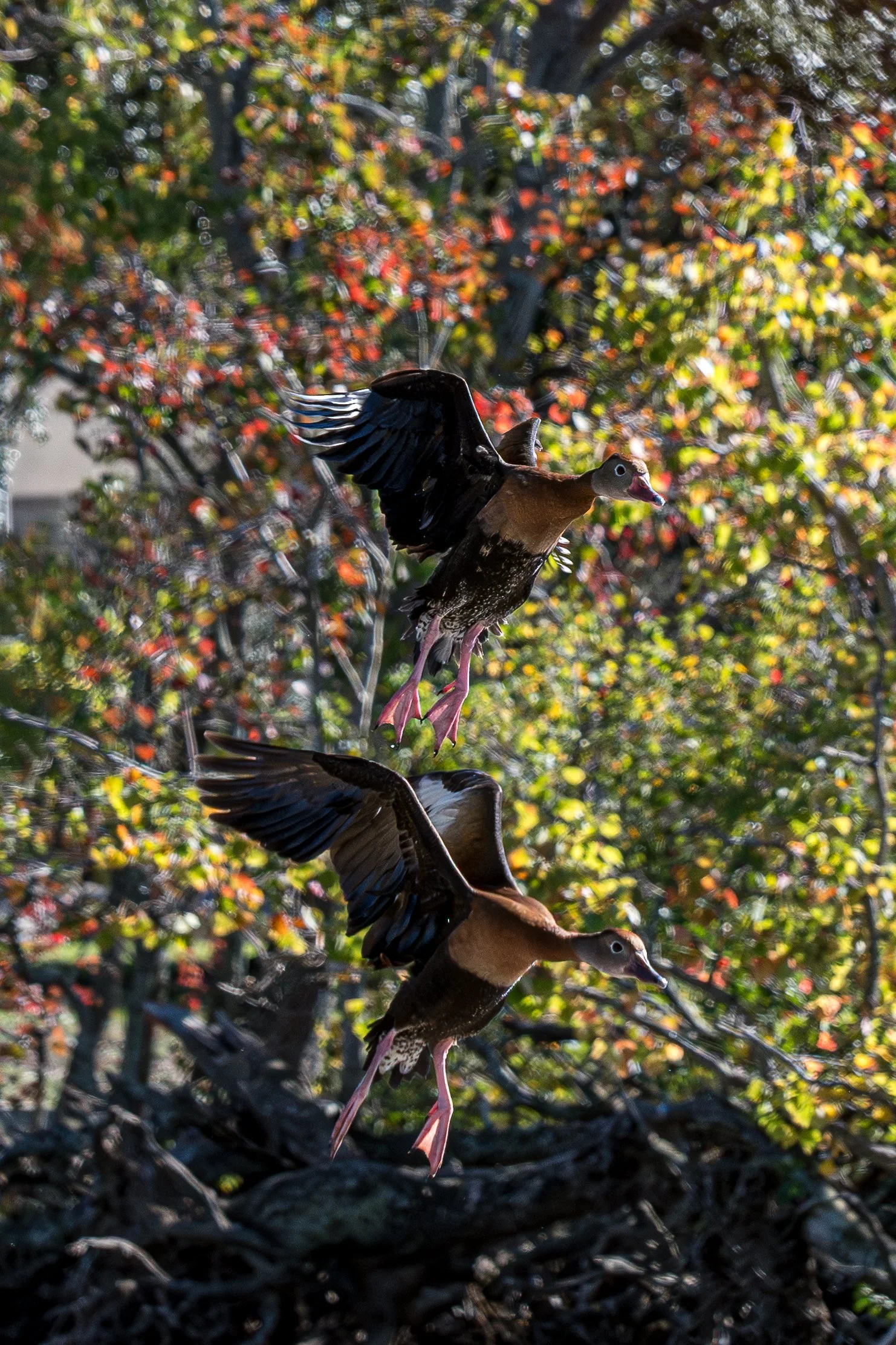 Black-bellied whistling ducks attempting a landing, Sidney D. Torres Memorial Park, Chalmette