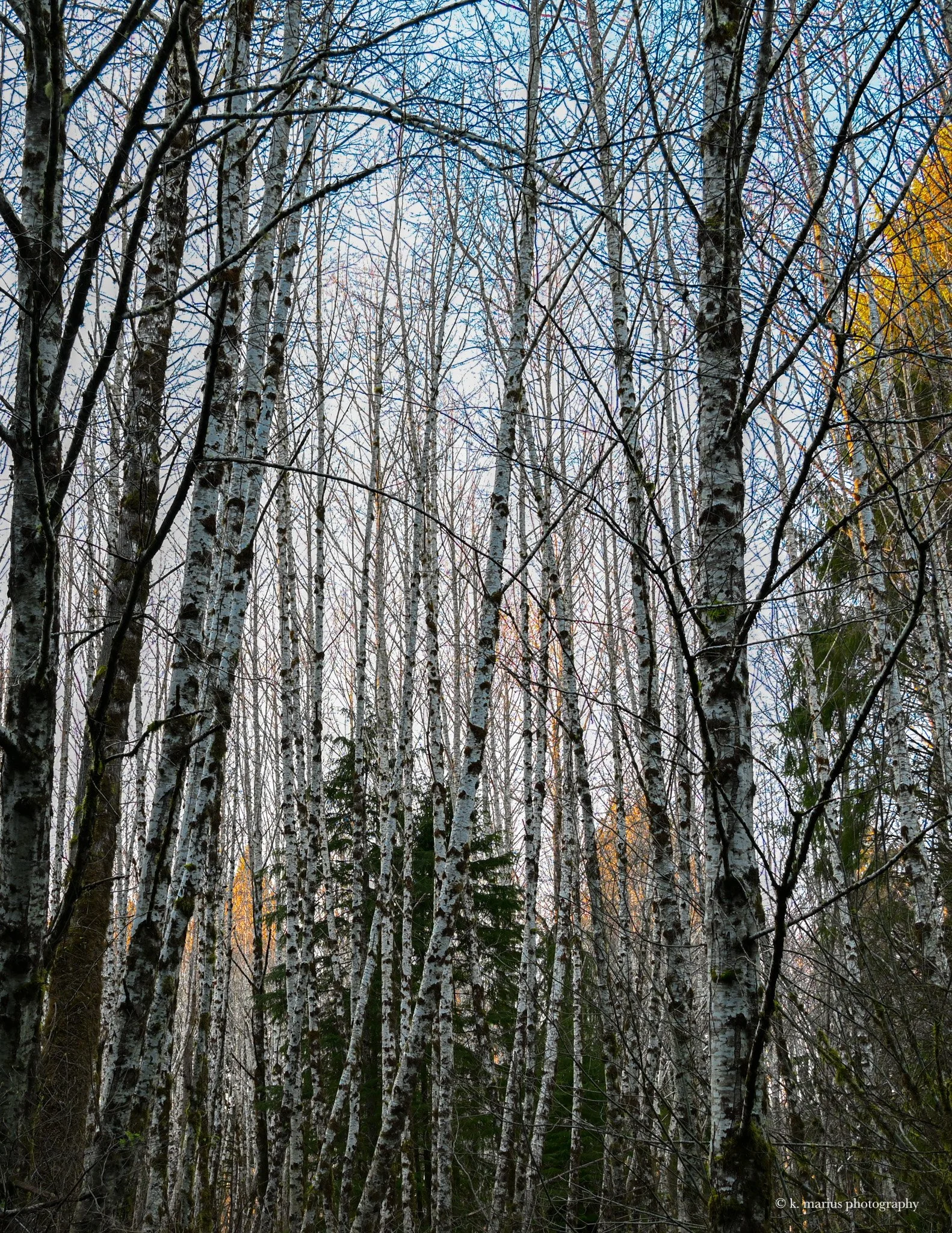 Birch stand near La Push