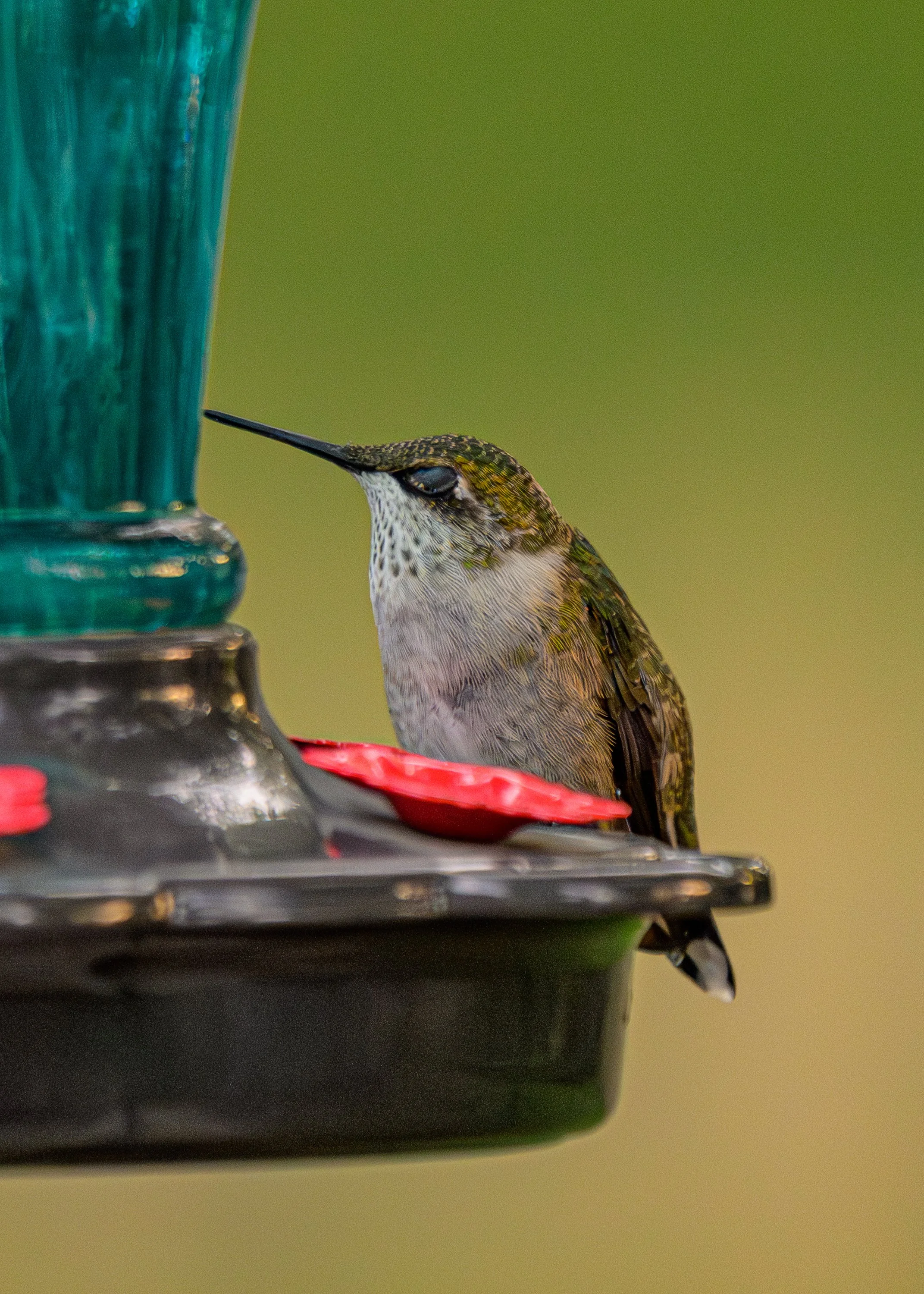 "Uncommon stillness," resting ruby-throated hummingbird hen, Durand