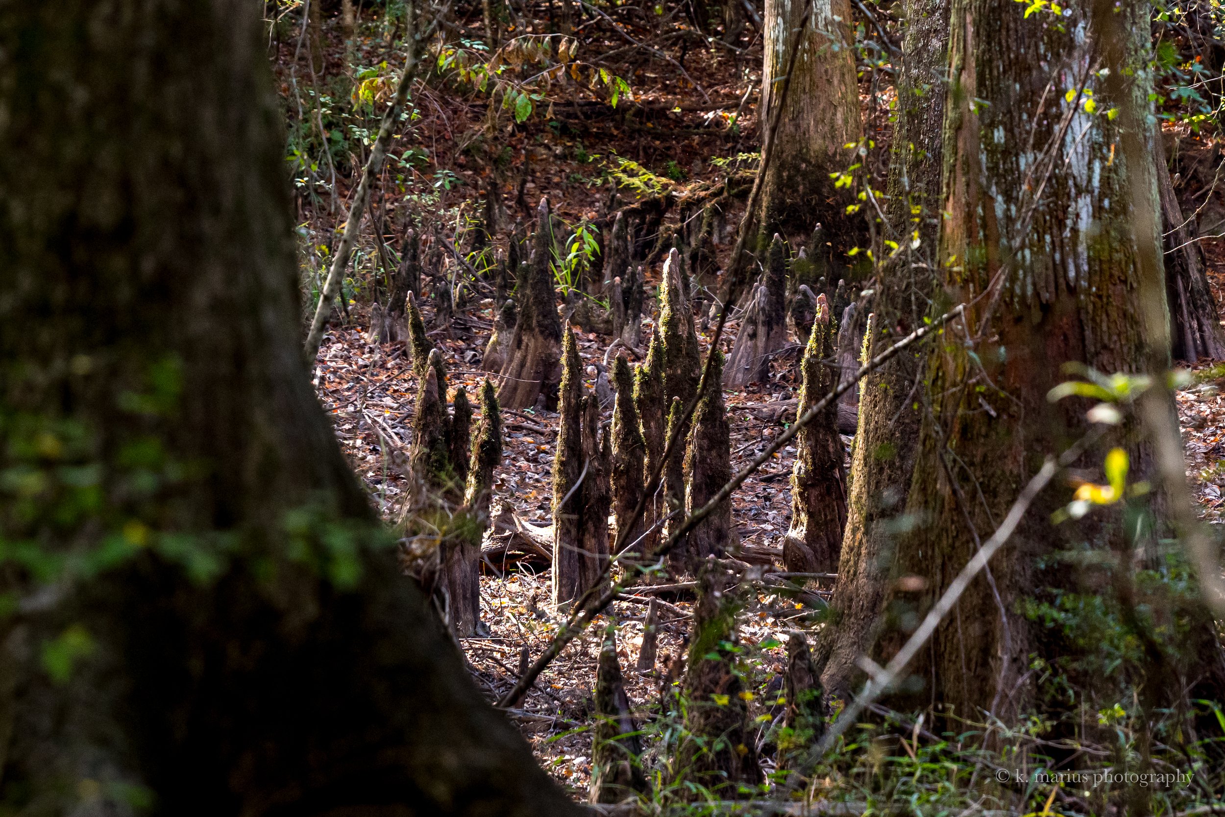Bald cypress knees 2, Honey Island Swamp, Slidell