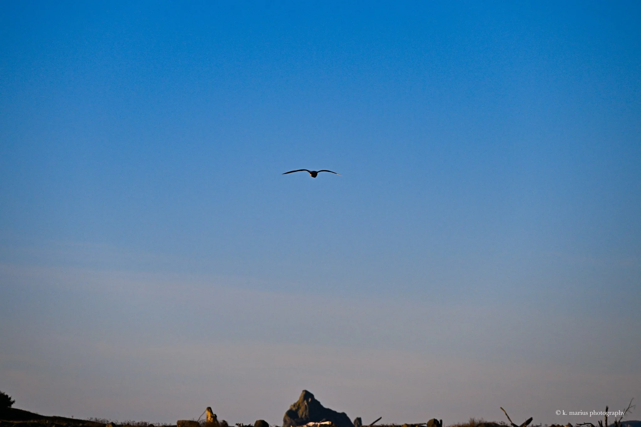 Gull over La Push