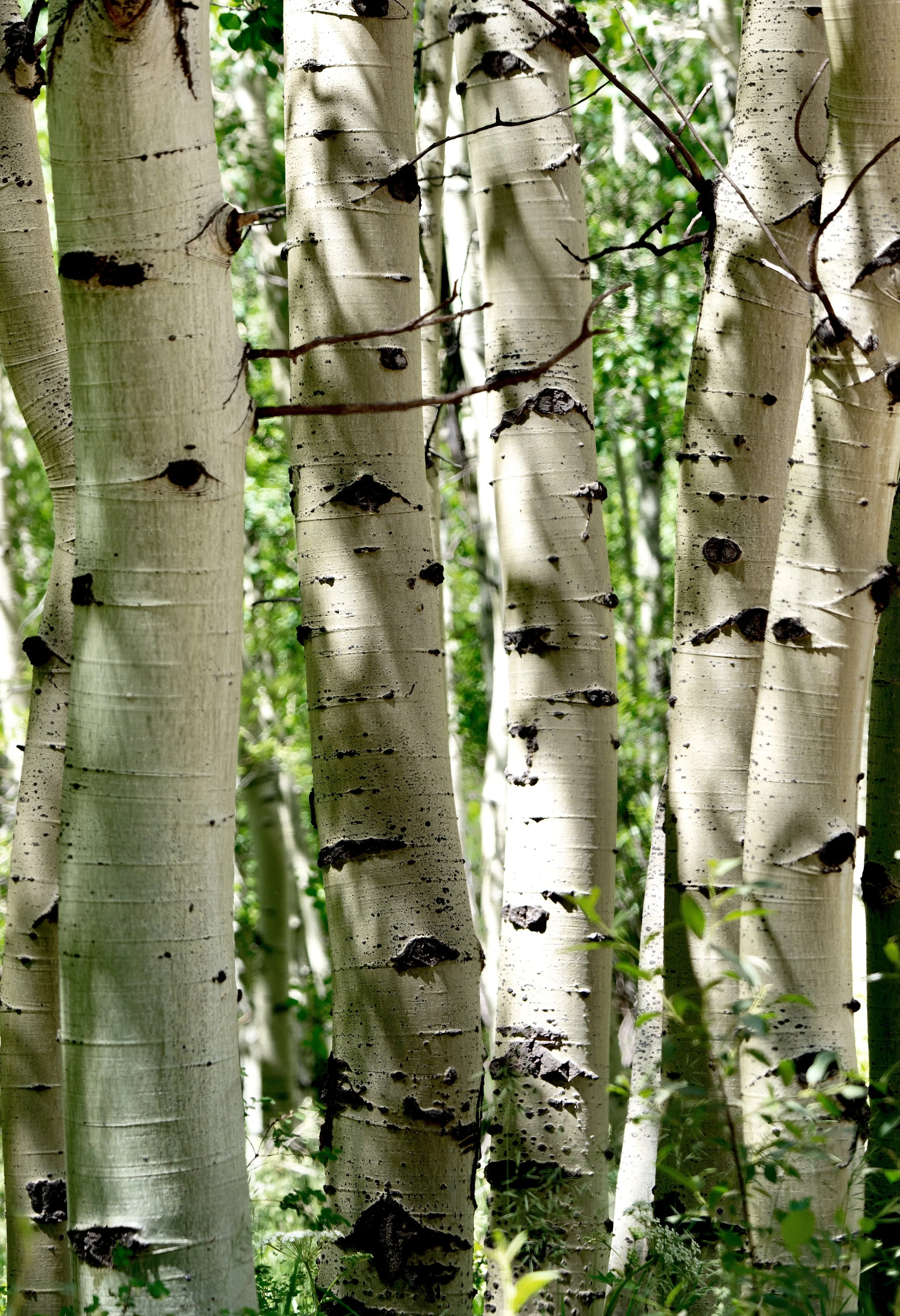 Aspens, Sangre de Cristos, La Veta, CO