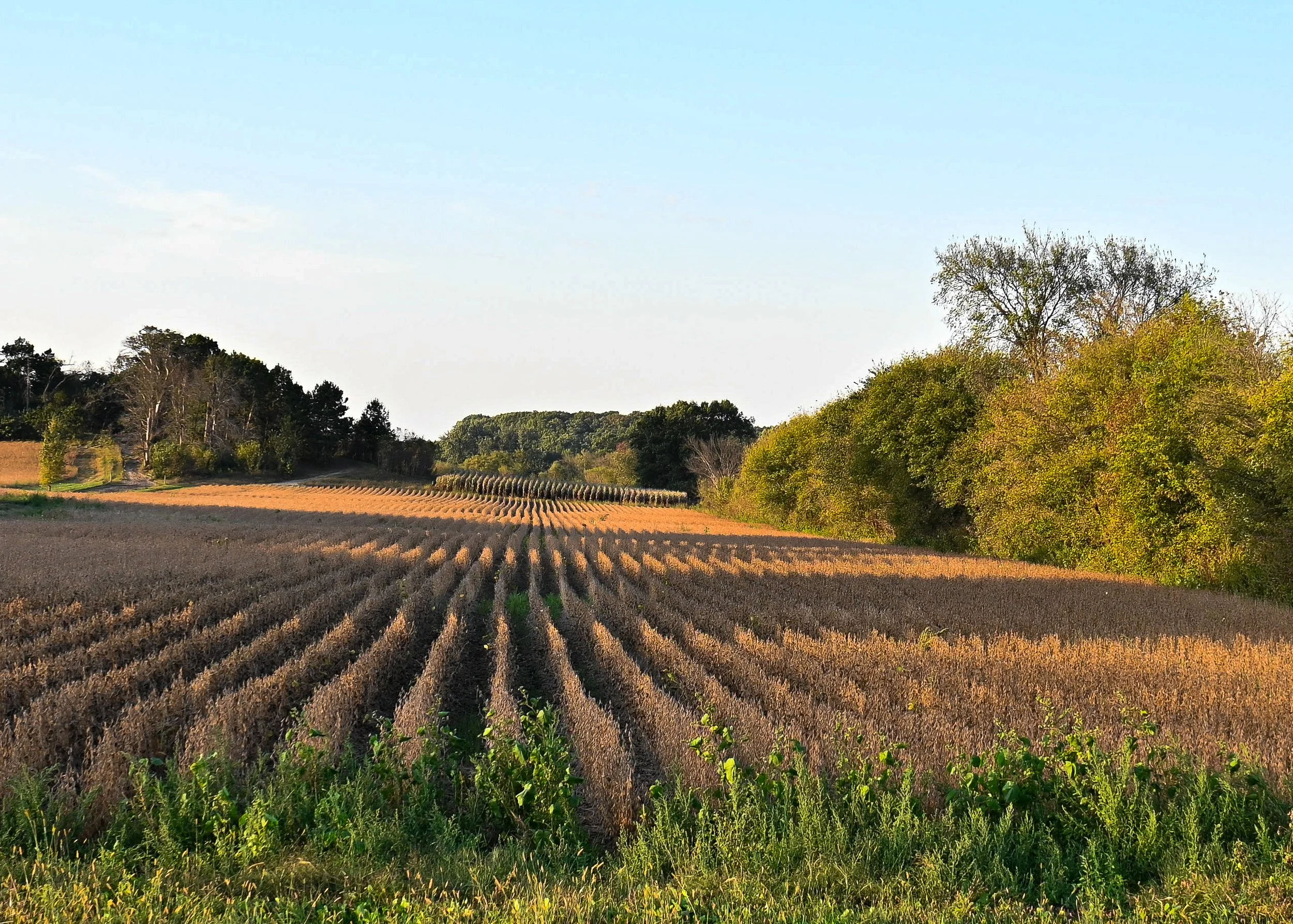 Rows and shadows, Albany Greenhouse-adjacent on hwy R, rural Mondovi