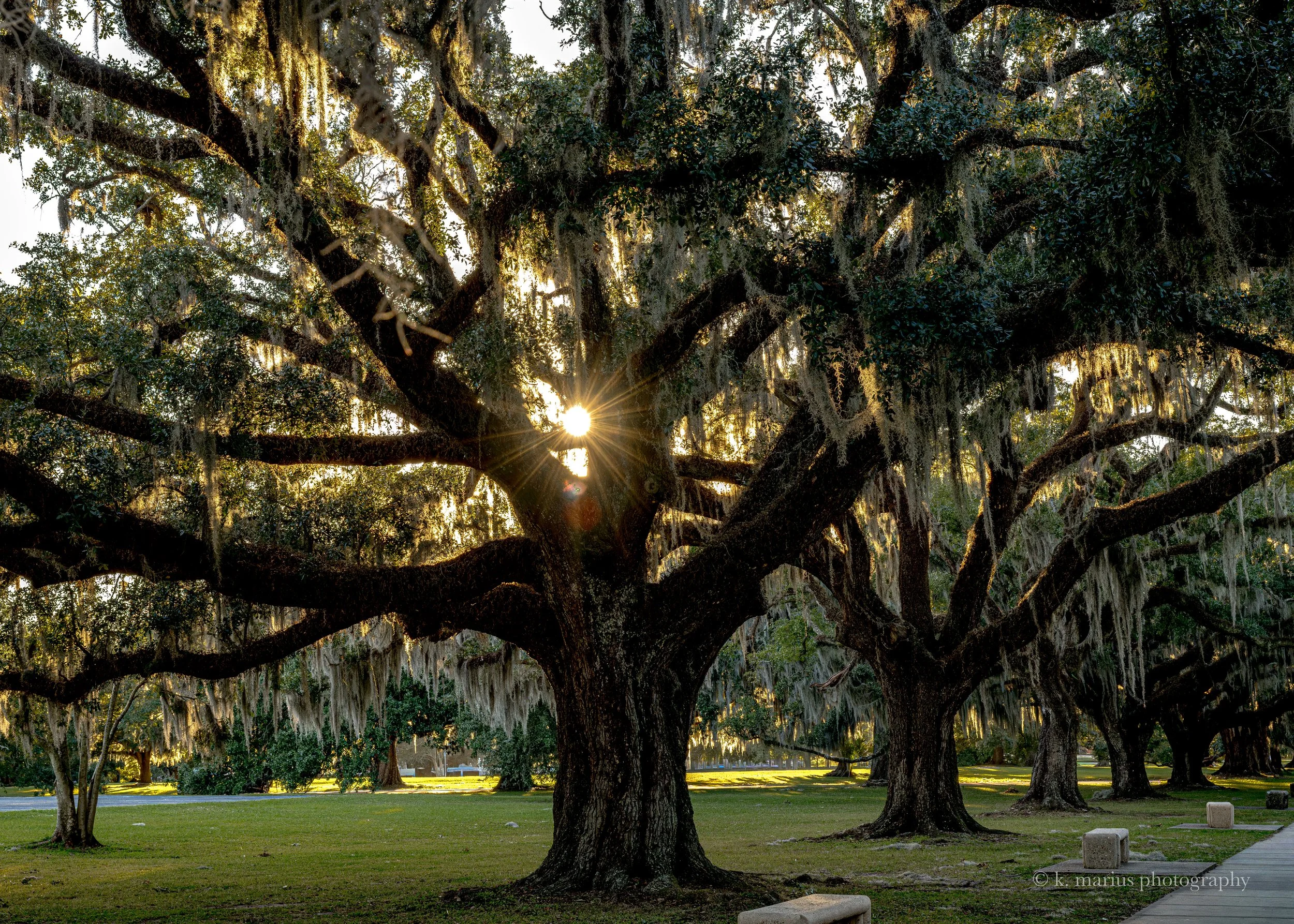Wisest of the Woods (The forests and the trees)