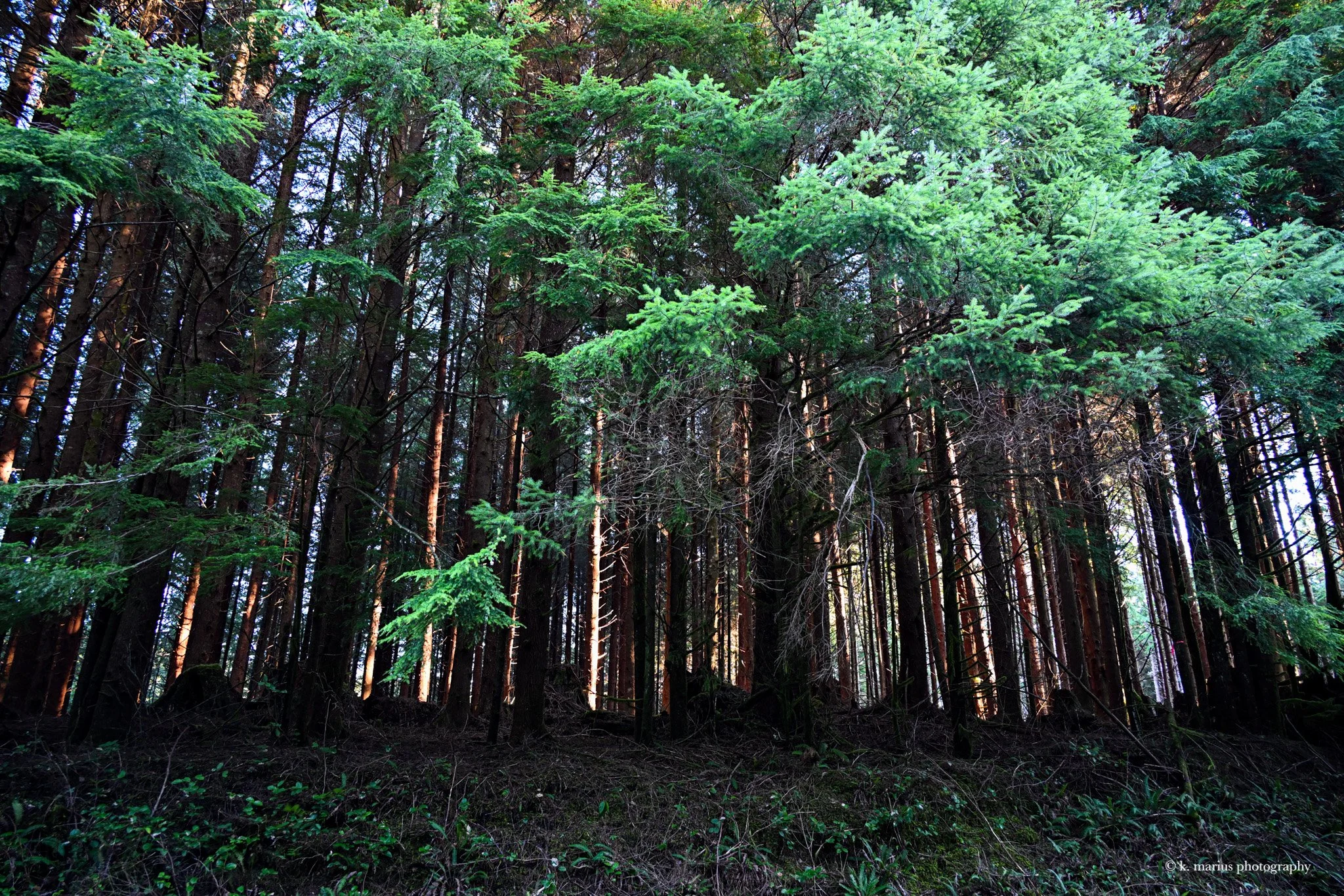 Pines near sunset, Olympic Natl Forest