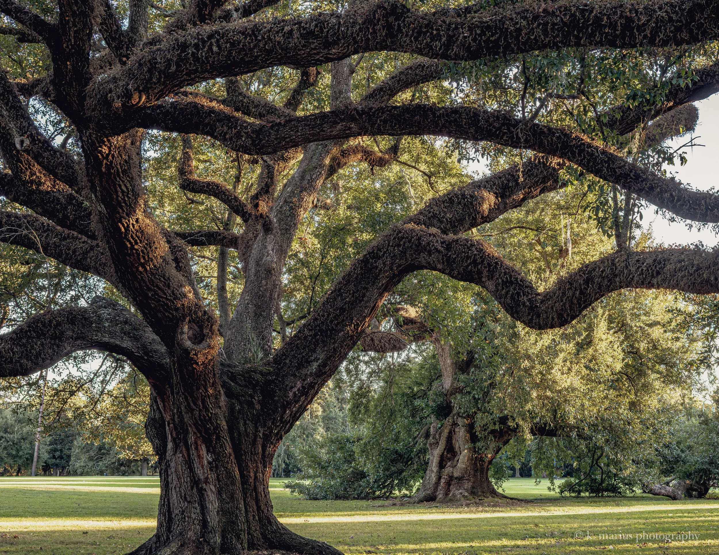 "We meet at dusk,"  City Park live oaks, New Orleans, LA