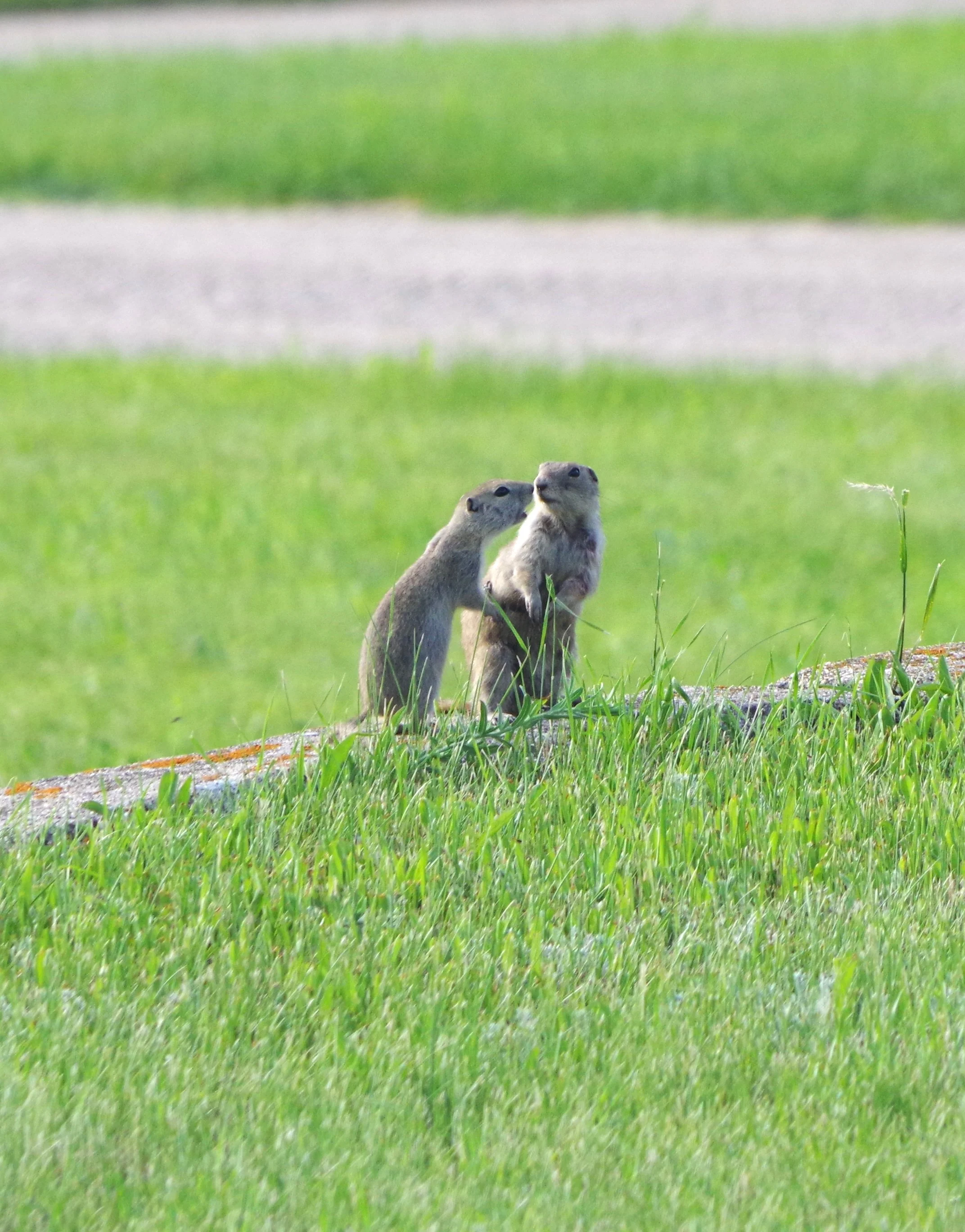 "But Mama, I didn't...." - Ground squirrels,
Lostwood Nat'l Wildlife Refuge, Lostwood, ND, June 2022