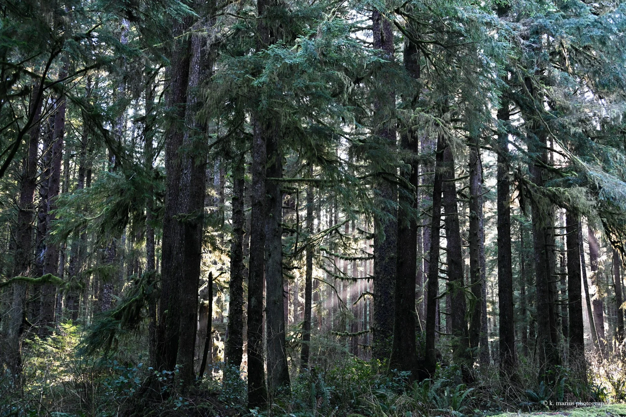 Sun through pines, near La Push (horiz)