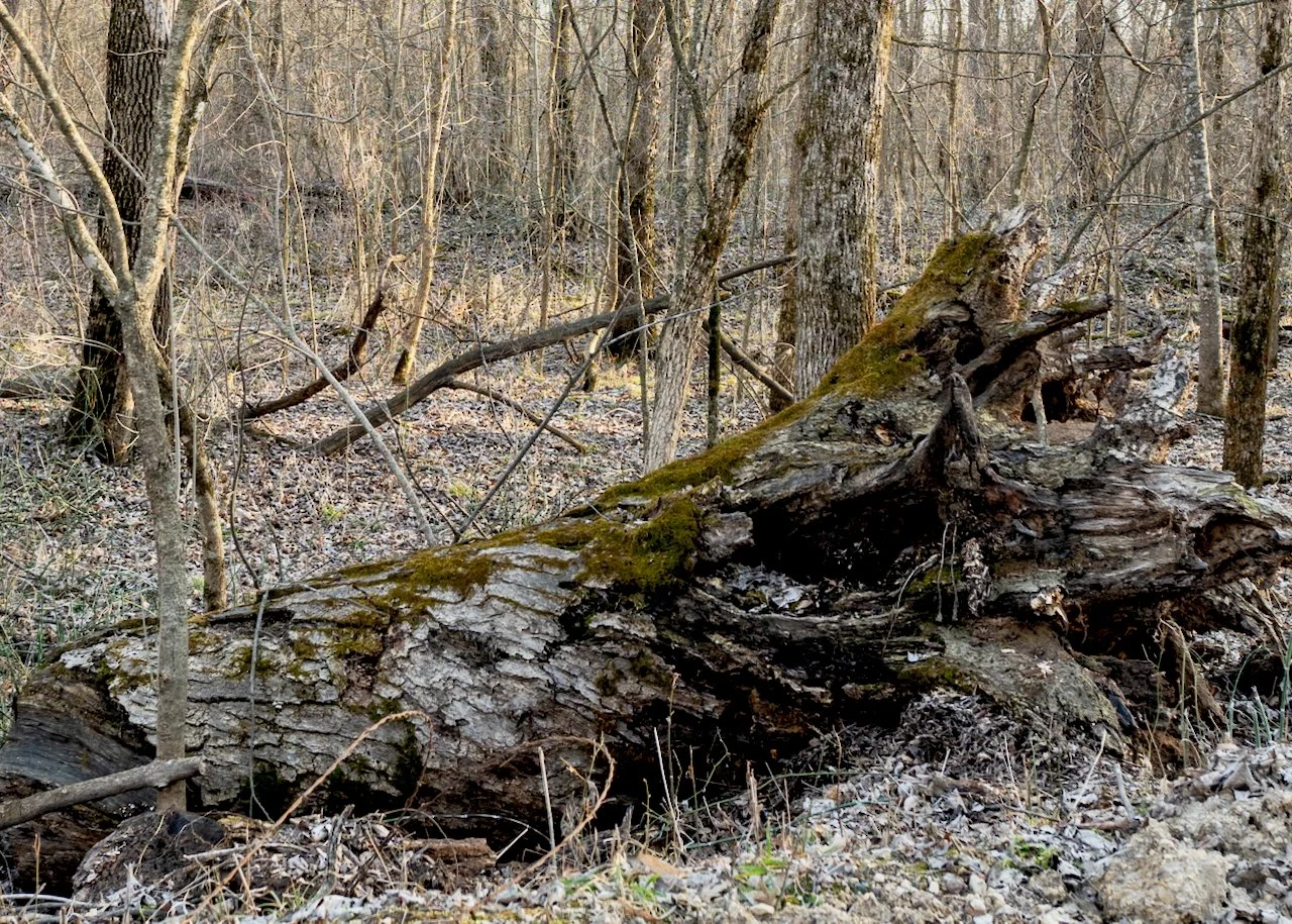 Mossy log, Dunnville State Recreation Area, Menomonie
