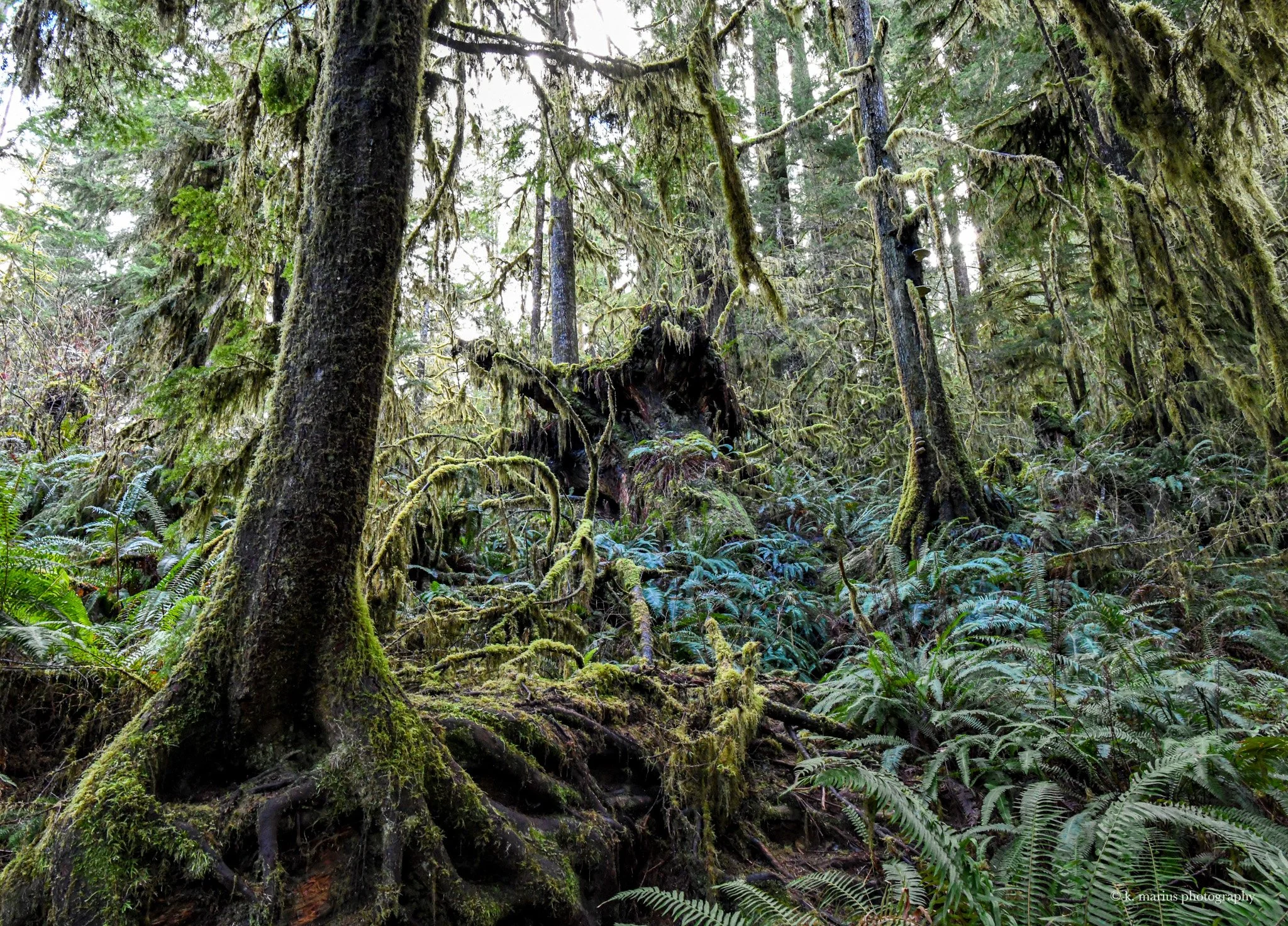 Forest near Snoqualmie Pass