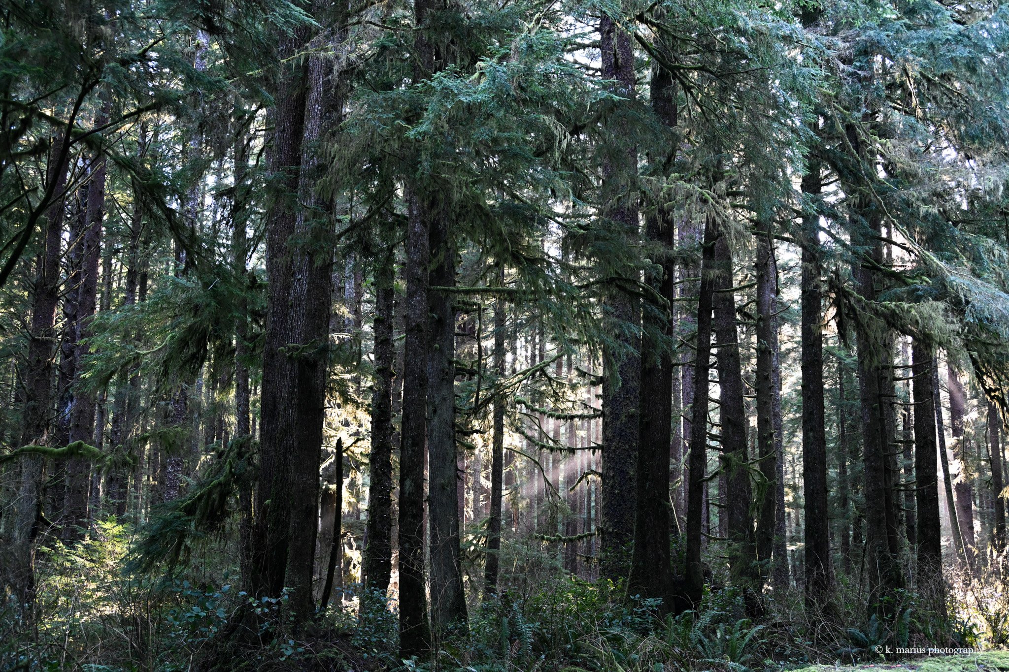Sunlight through pines (horiz.), Olympic National Forest, WA