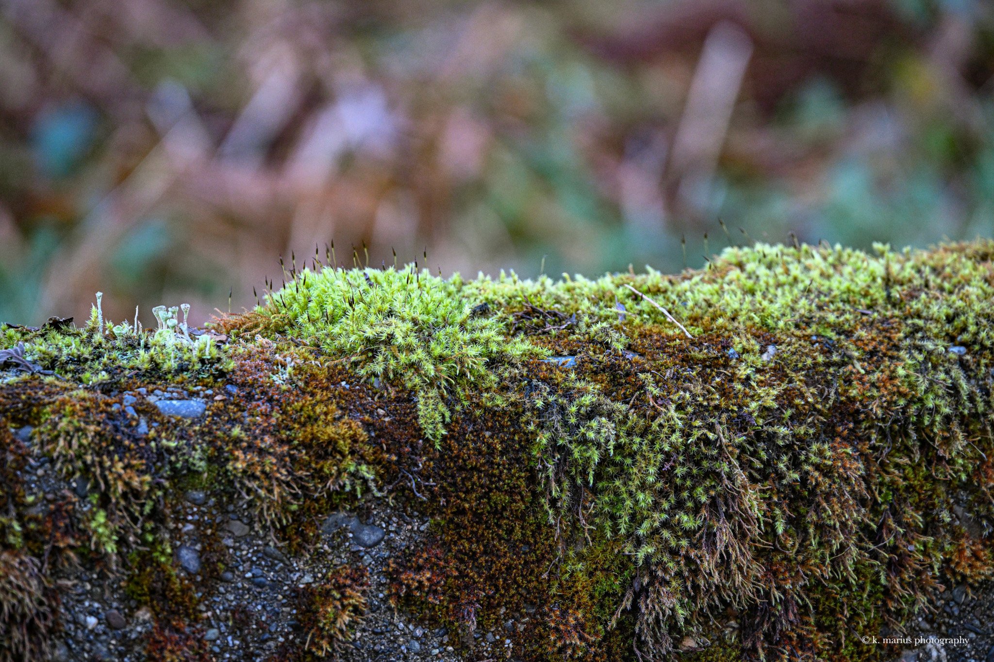 Moss on concrete divider, Russell Barker Memorial Bridge, Bogachiel River, Hwy 101