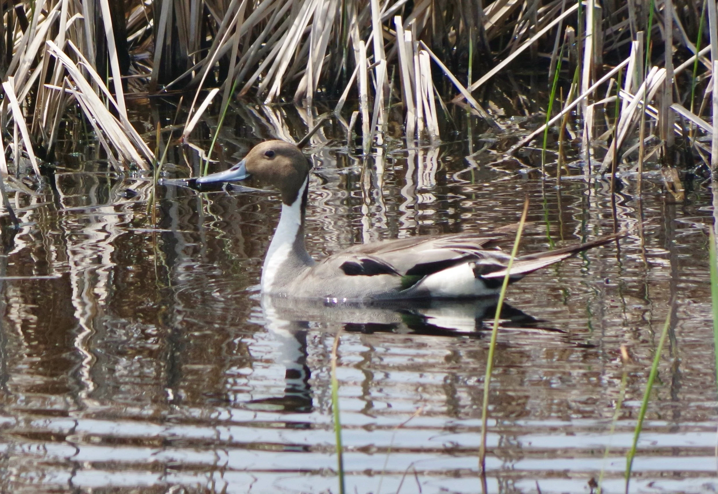 Northern Pintail,
Des Lacs Nat'l Wildlife Refuge, June 2022