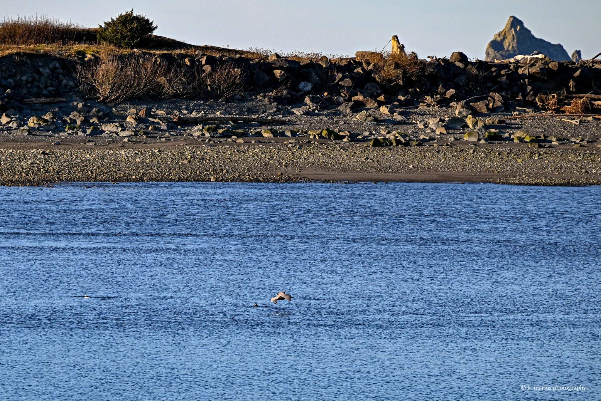 Gull landing at La Push