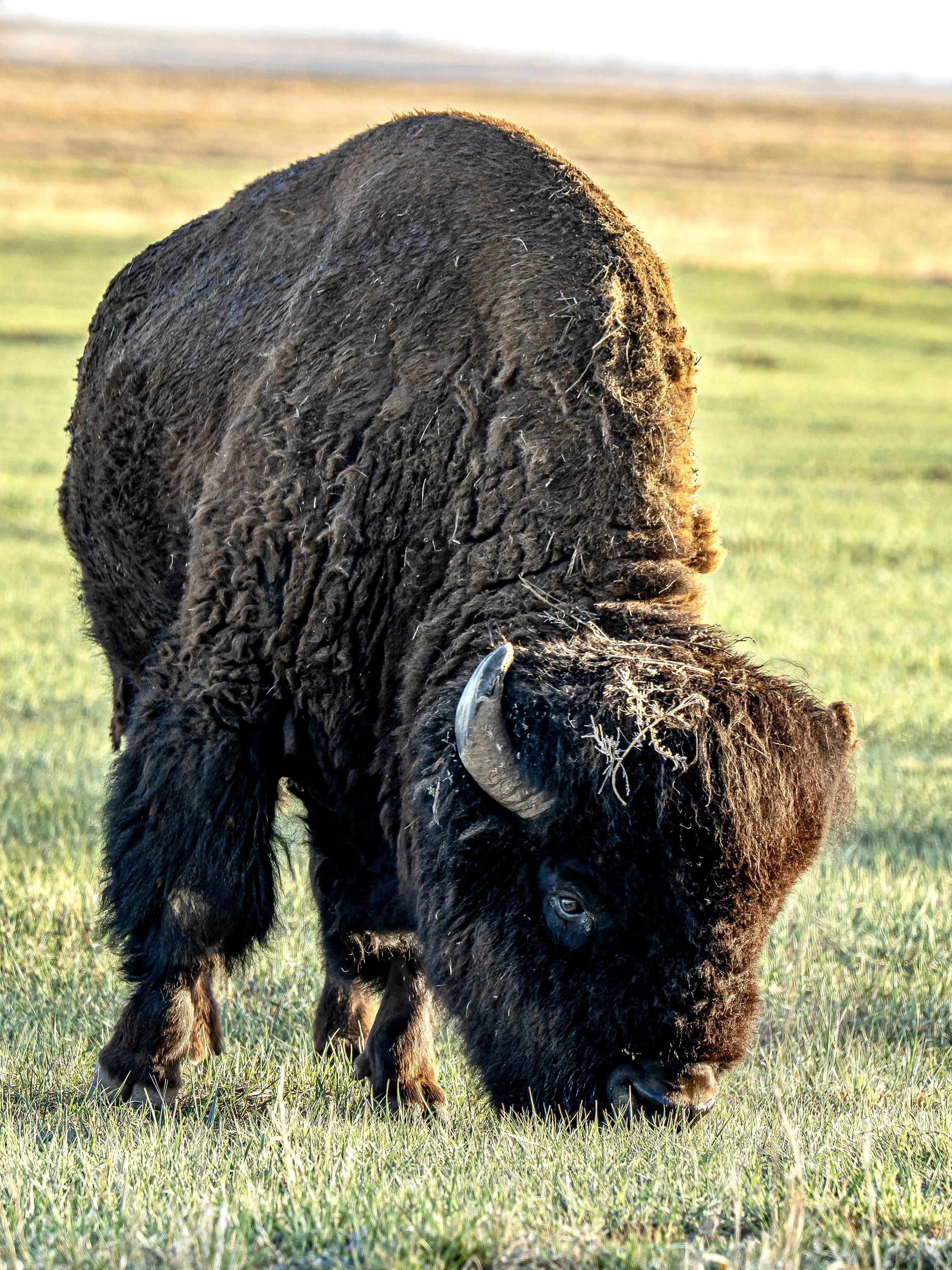 Bison 1,
Rocky Mountain Arsenal National Wildlife Refuge, Denver, CO