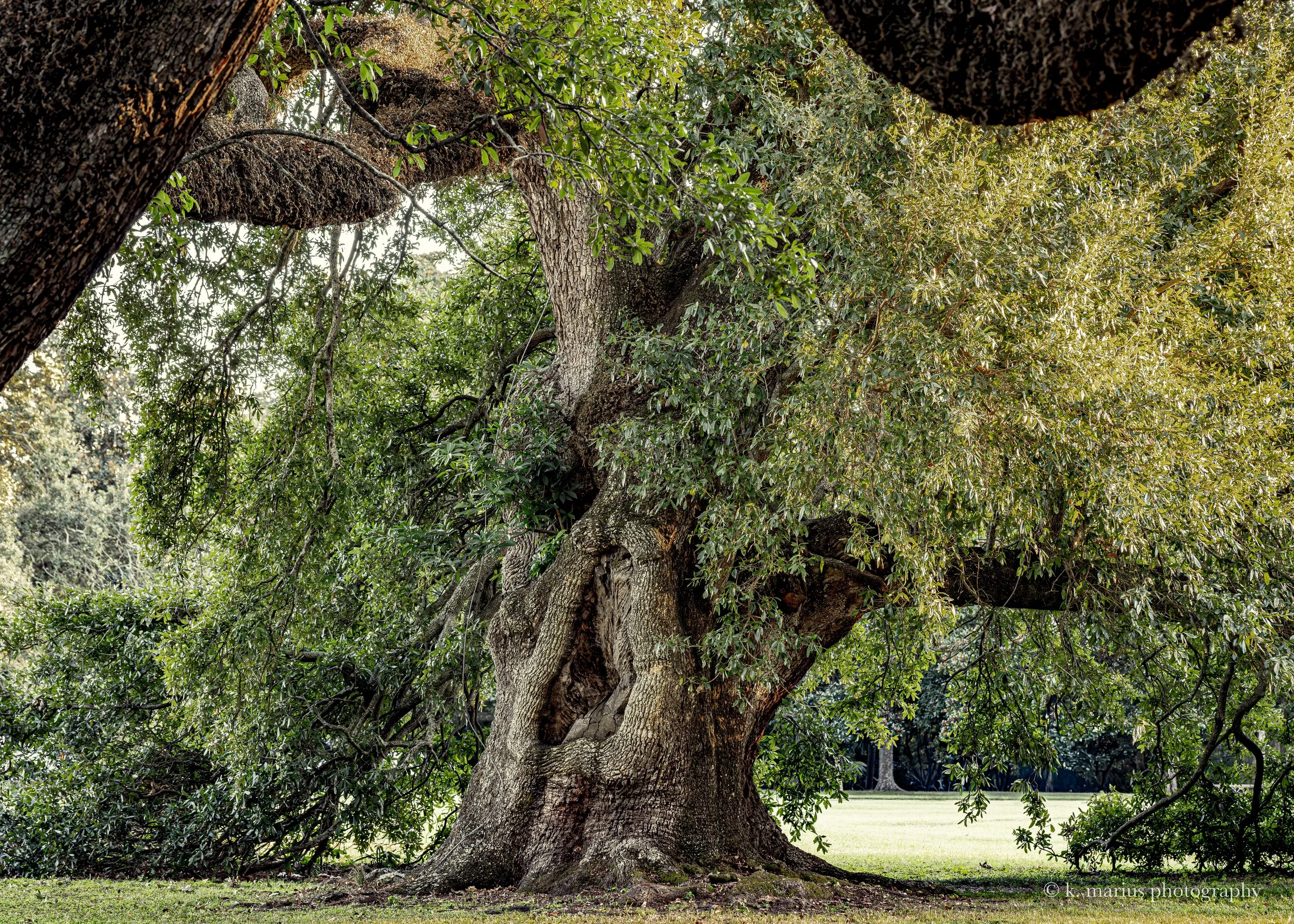 Live oak wandering City Park