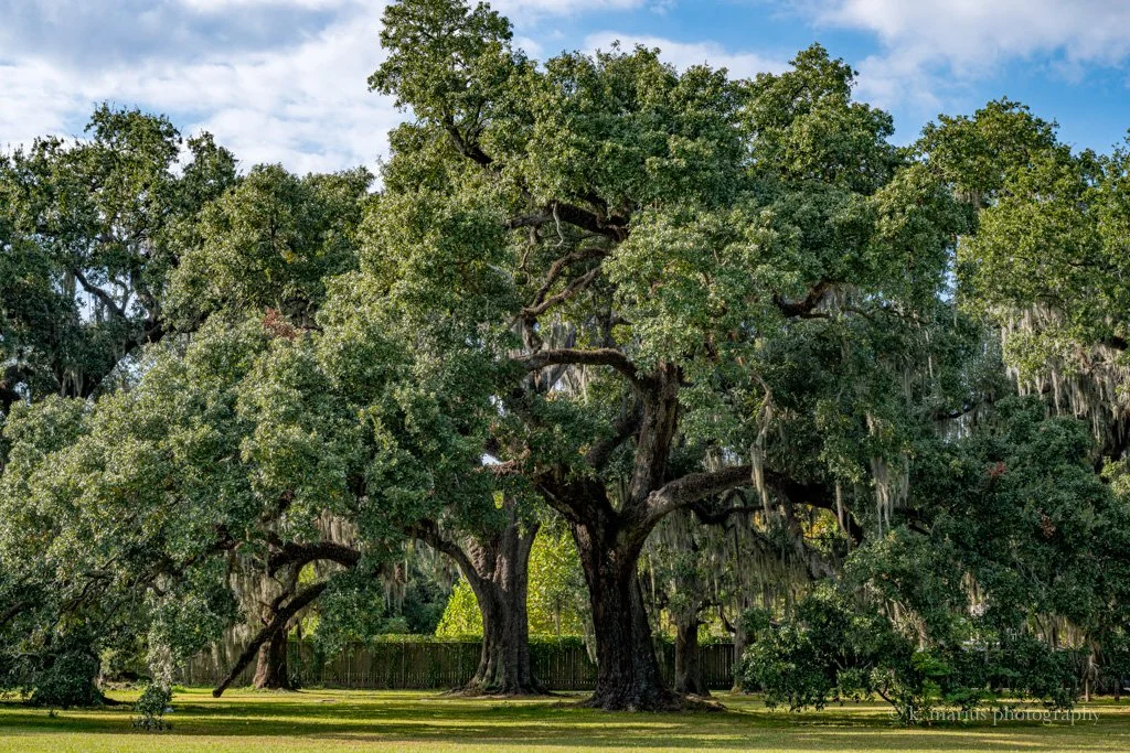 "The captains," sprawling live oaks at Audubon Park, New Orleans