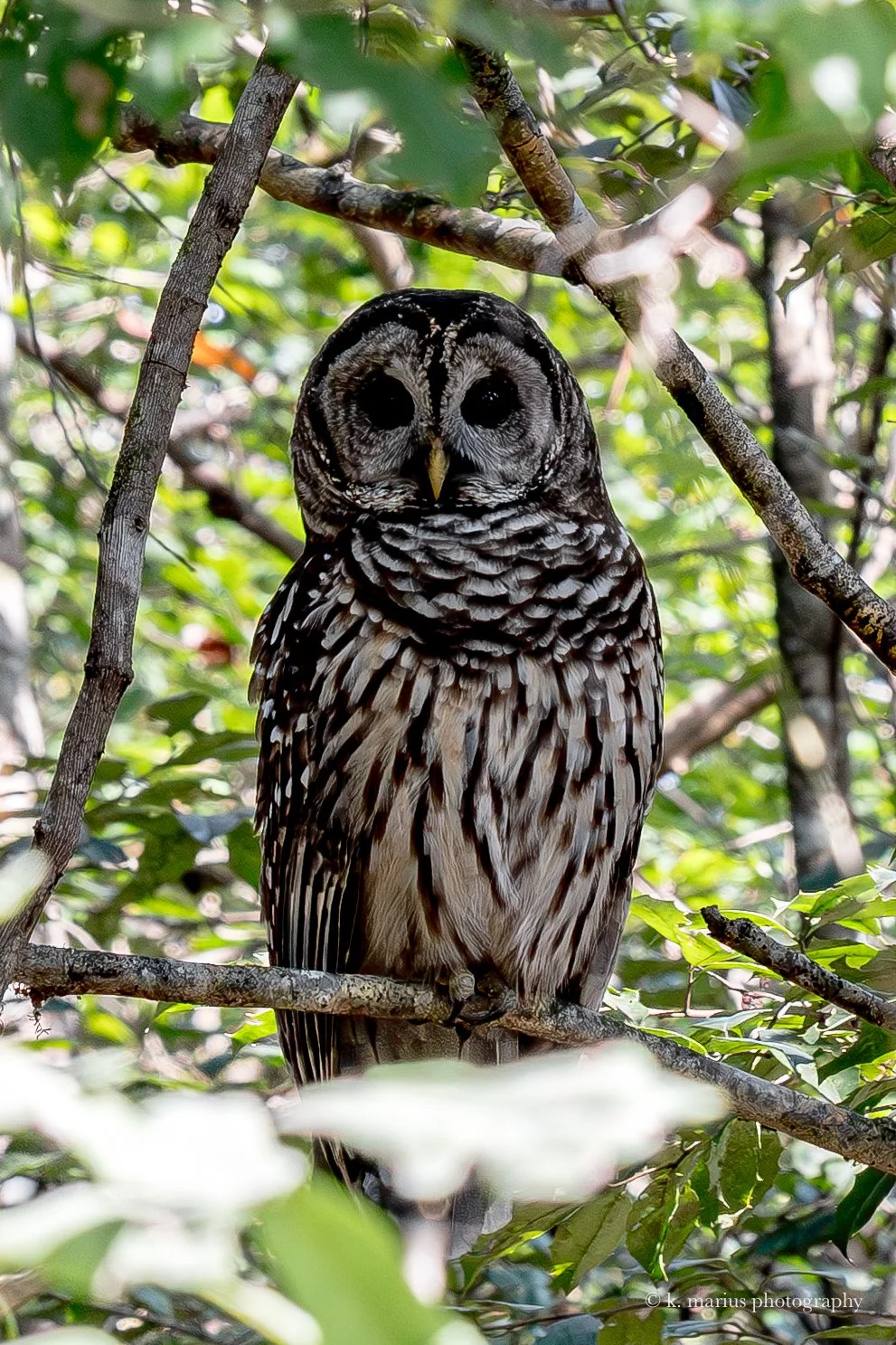 Barred owl 2, Honey Island Swamp, Slidell, LA