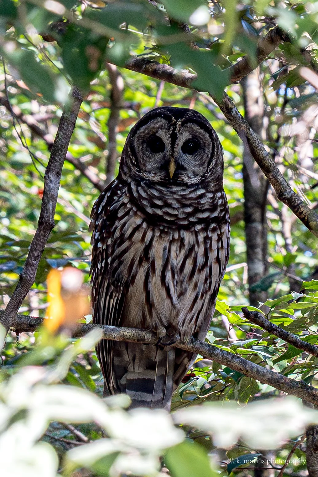 Barred owl 1, Honey Island Swamp, Slidell