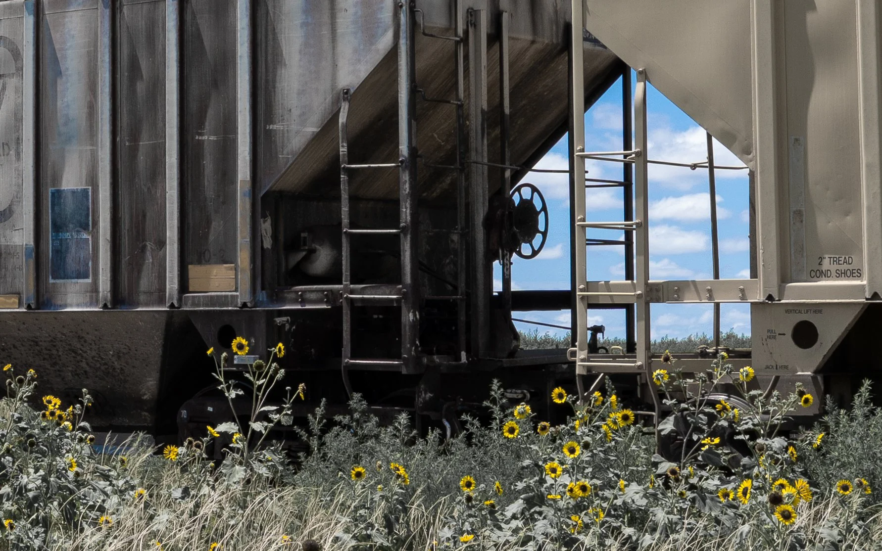 Wild daisies 2, western KS