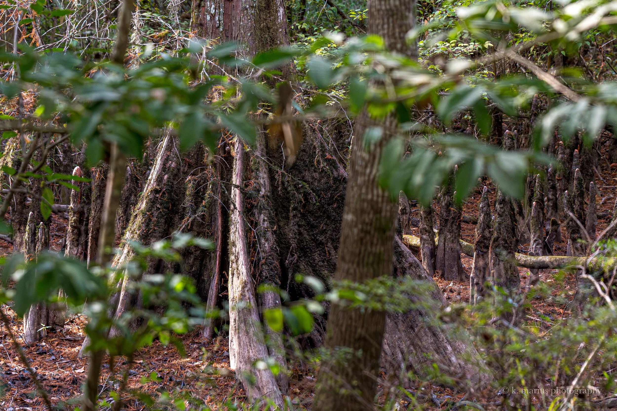 Bald cypress knees, Honey Island Swamp, Slidell
