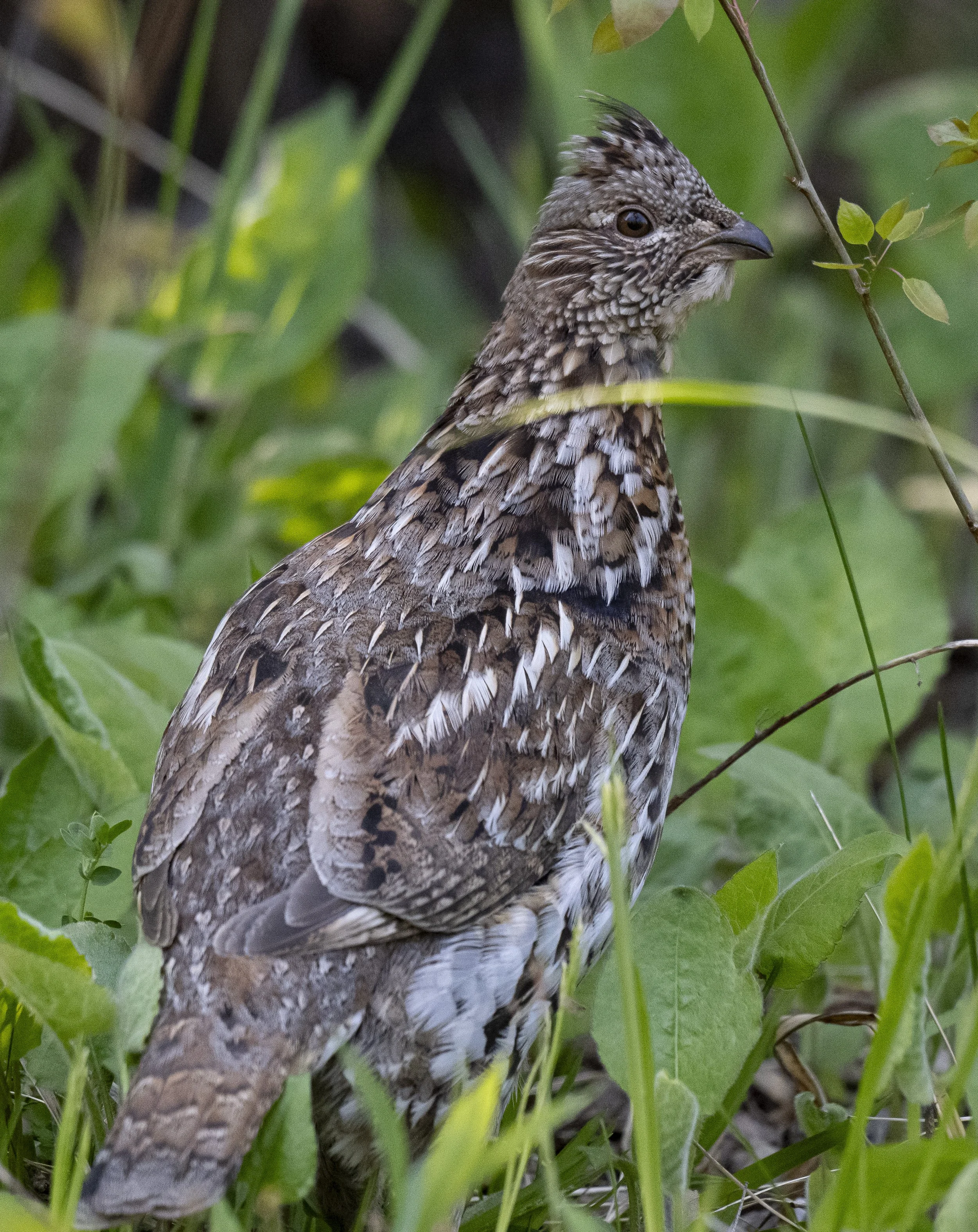 Ruffed grouse hen assessing (vert), Port Wing, WI
