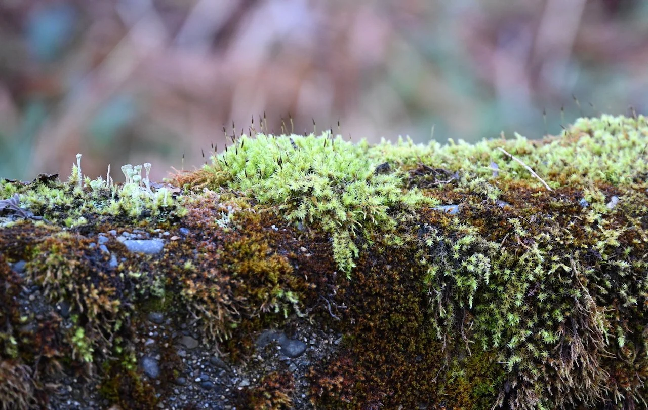 Moss on concrete barrier, Forks, WA