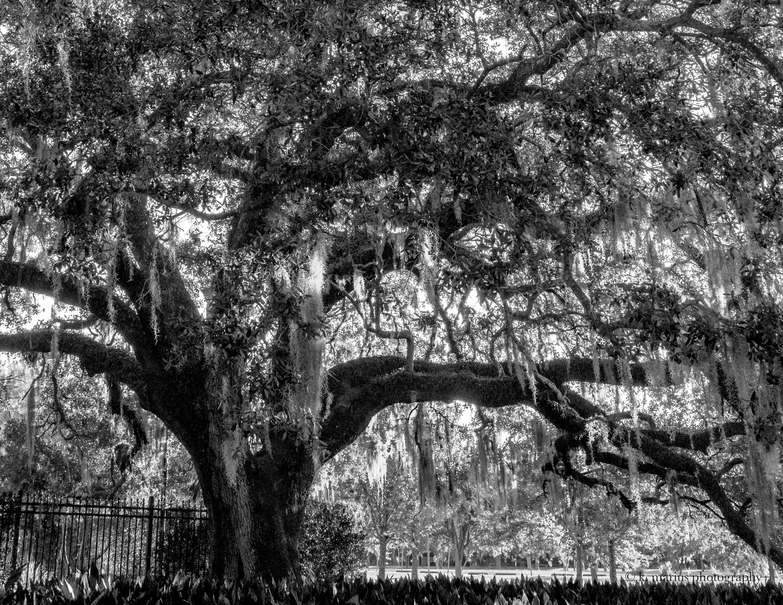 Live Oaks (b&w 2), City Park, New Orleans