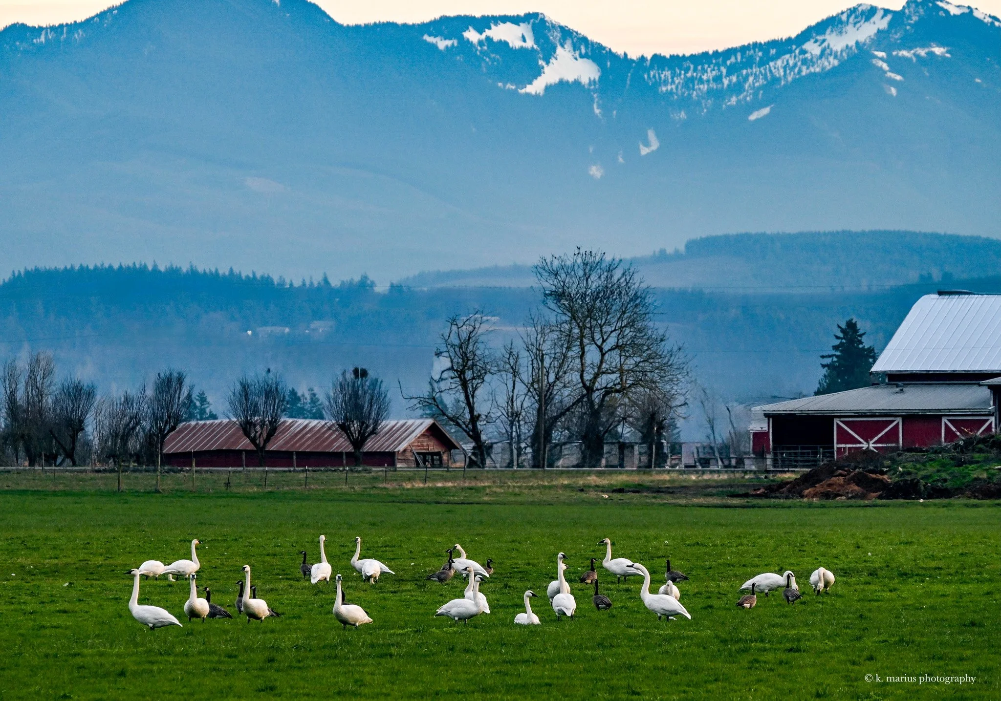 Swans and geese in front of the Cascade Mtns