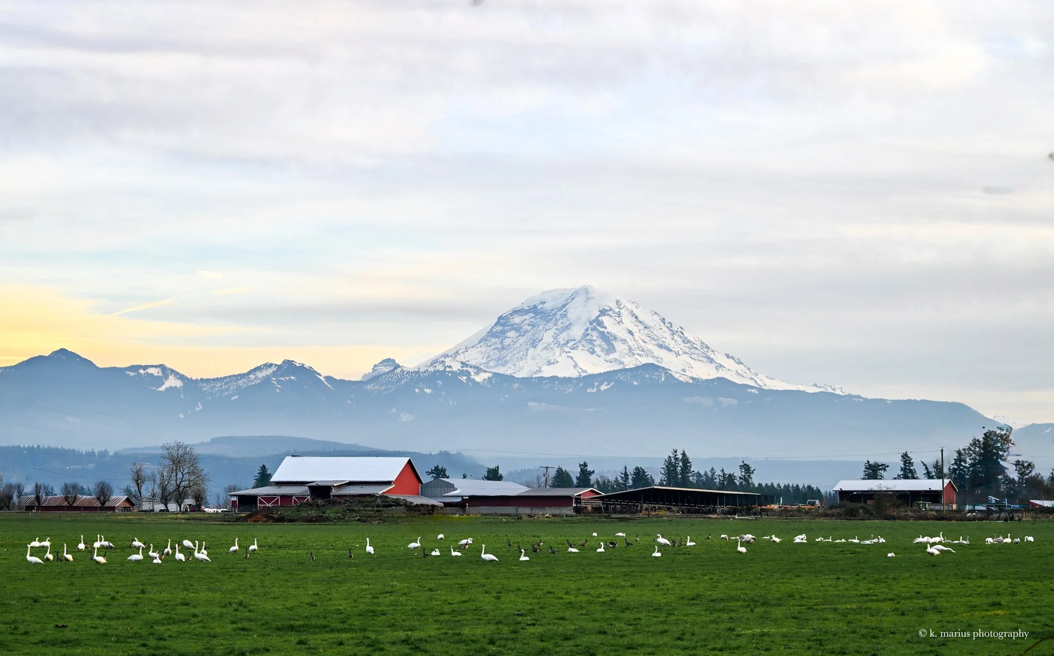 Mt. Rainier and resting swans and geese, near Enumclaw
