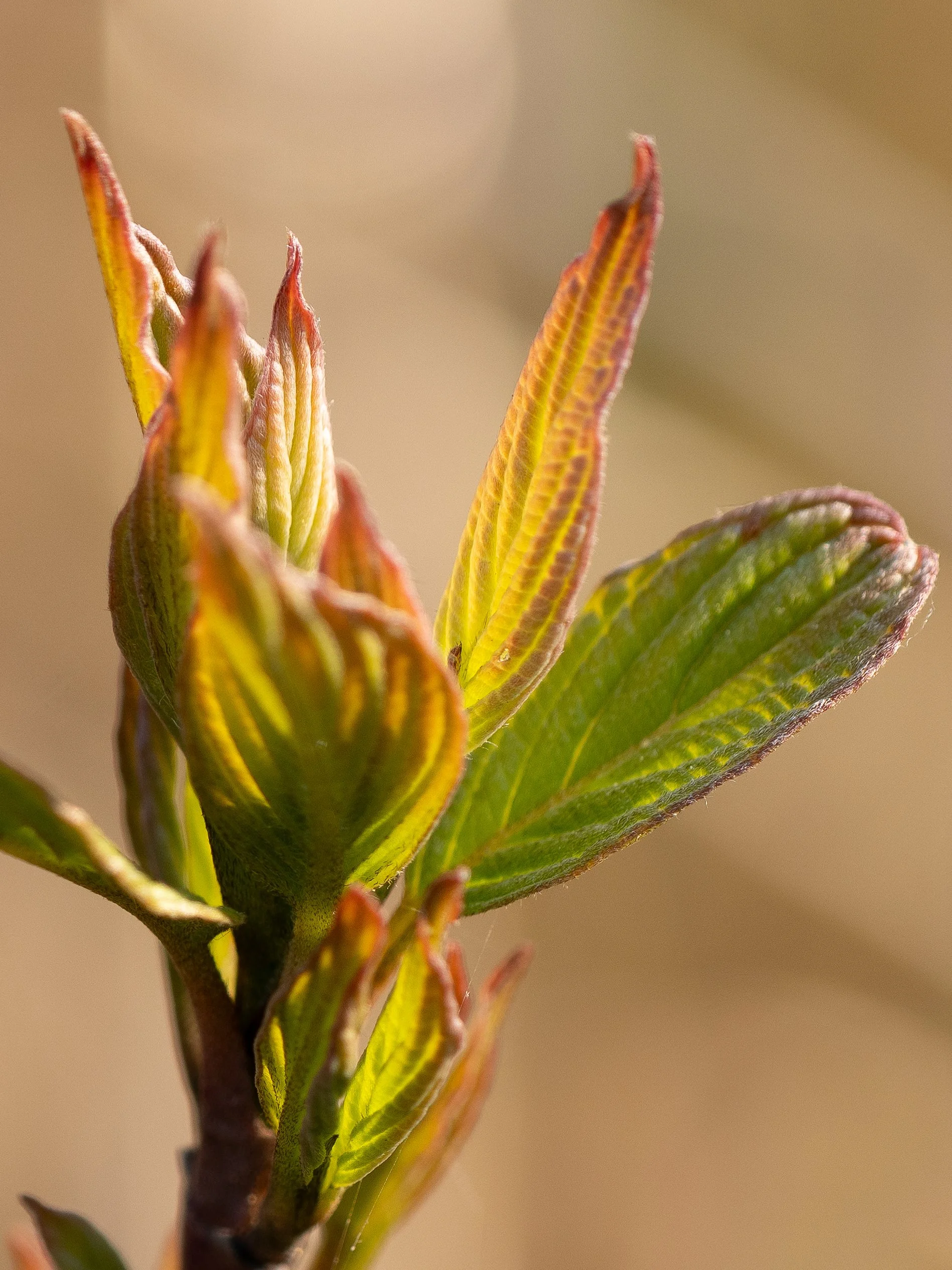 Spring bud, Port Wing, WI