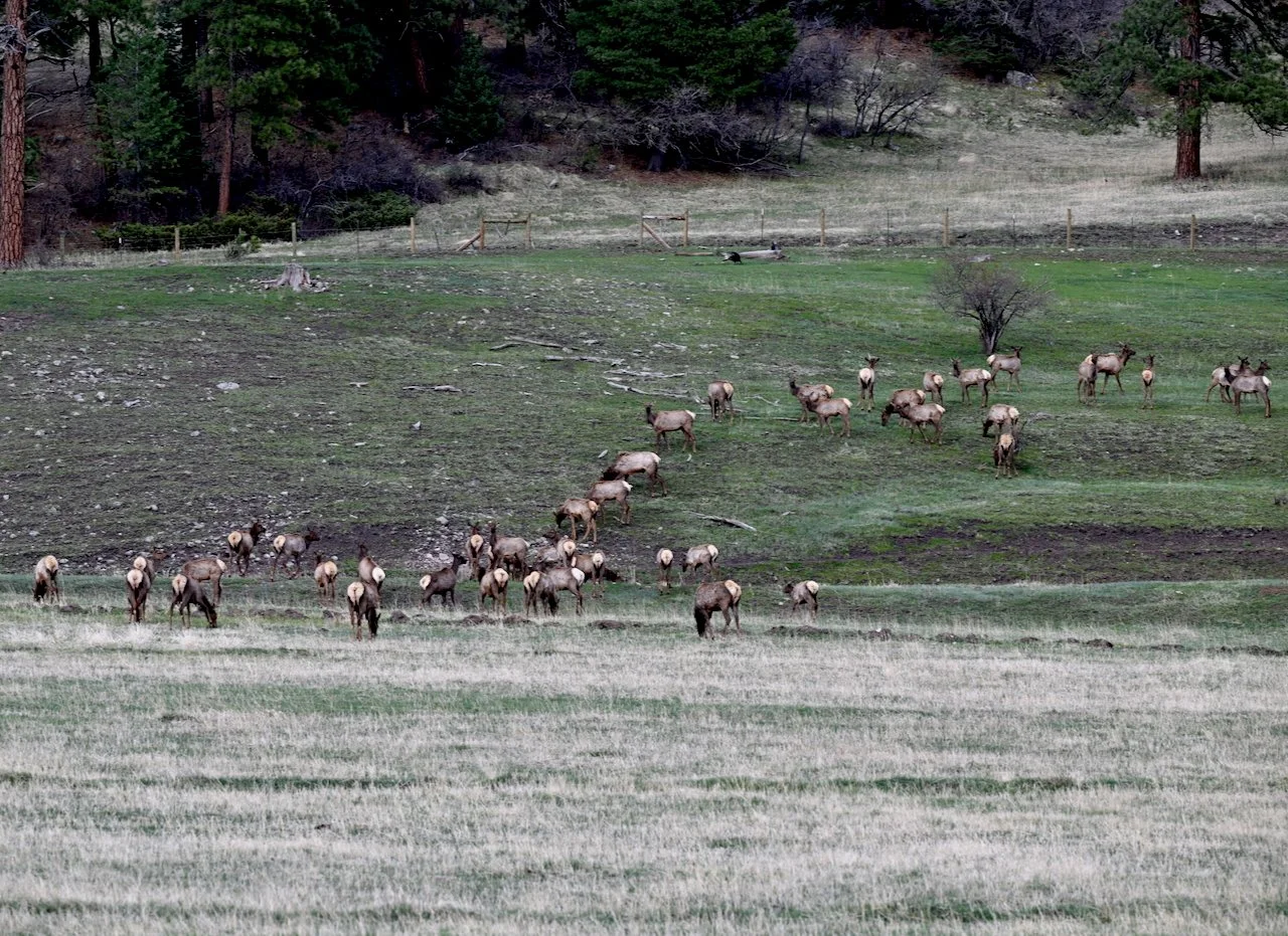 Spring elk herd, Pagosa Springs, CO