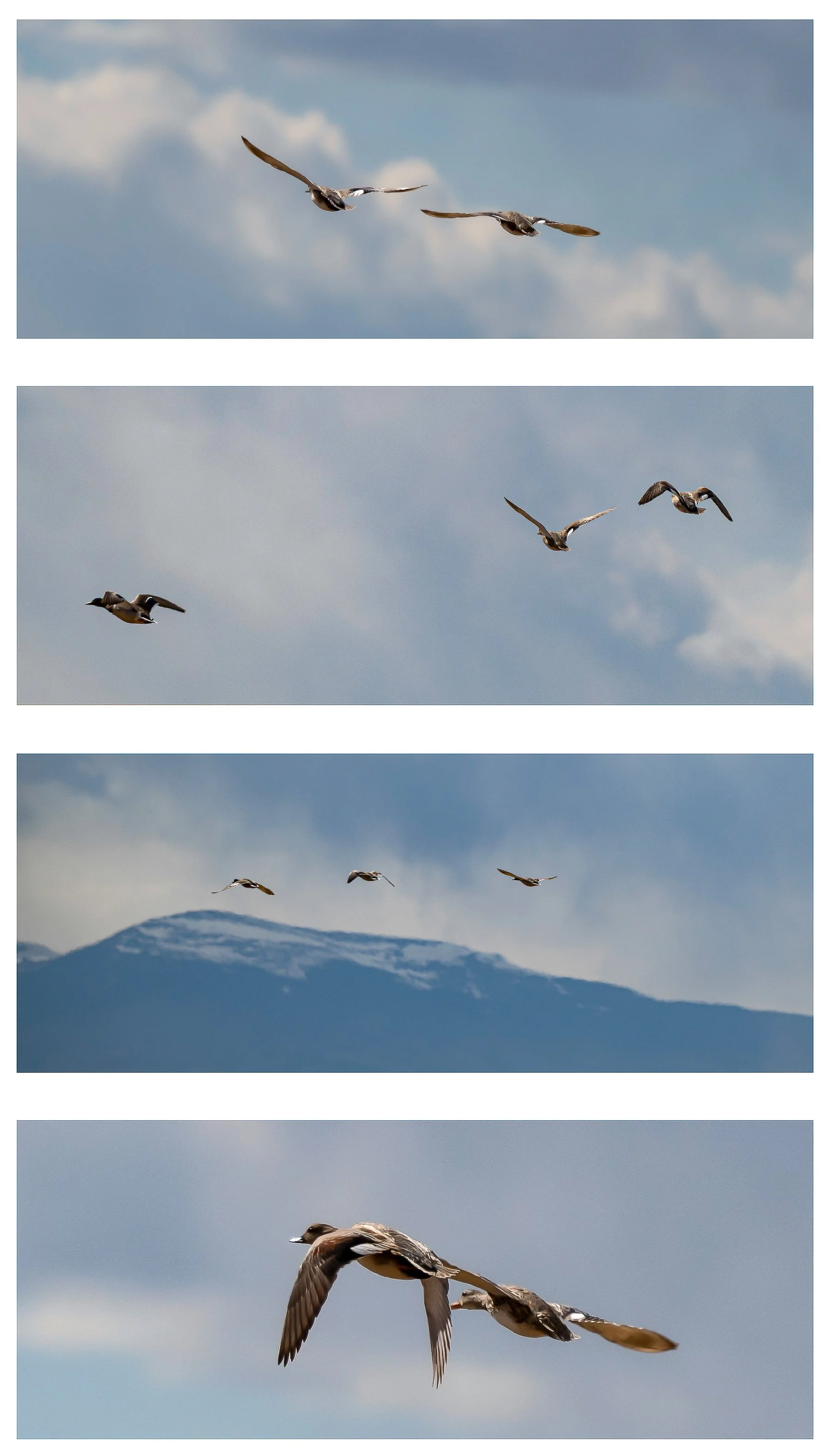 Ducks in flight, Monte Vista Wildlife Refuge, Monte Vista, CO (4 images in 13x19 format)
