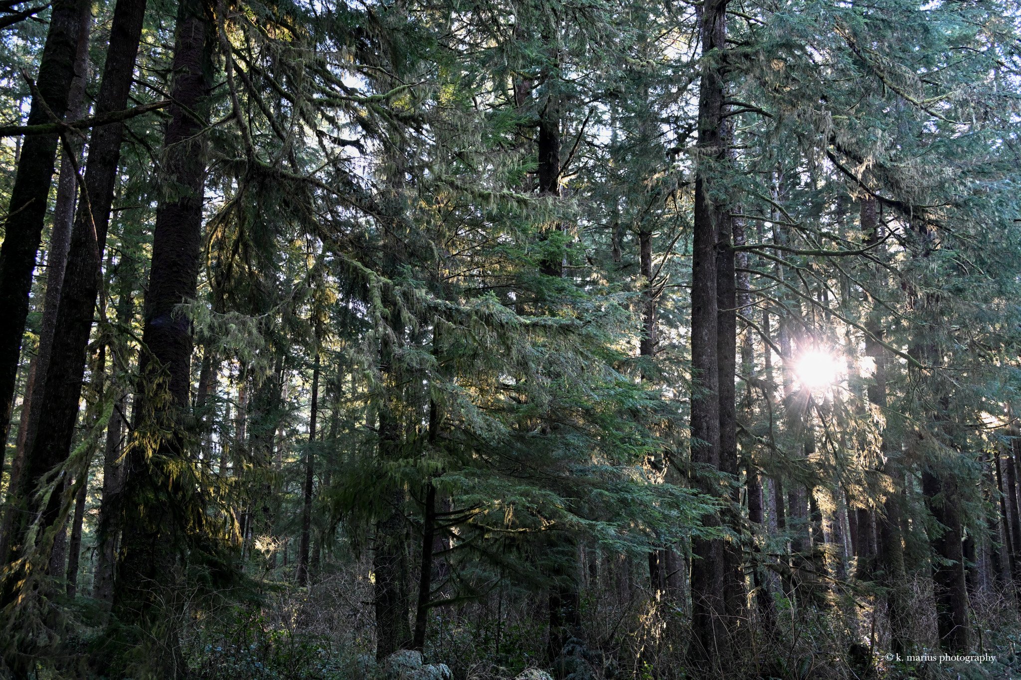 Pines on road from La Push to Rialto Beach