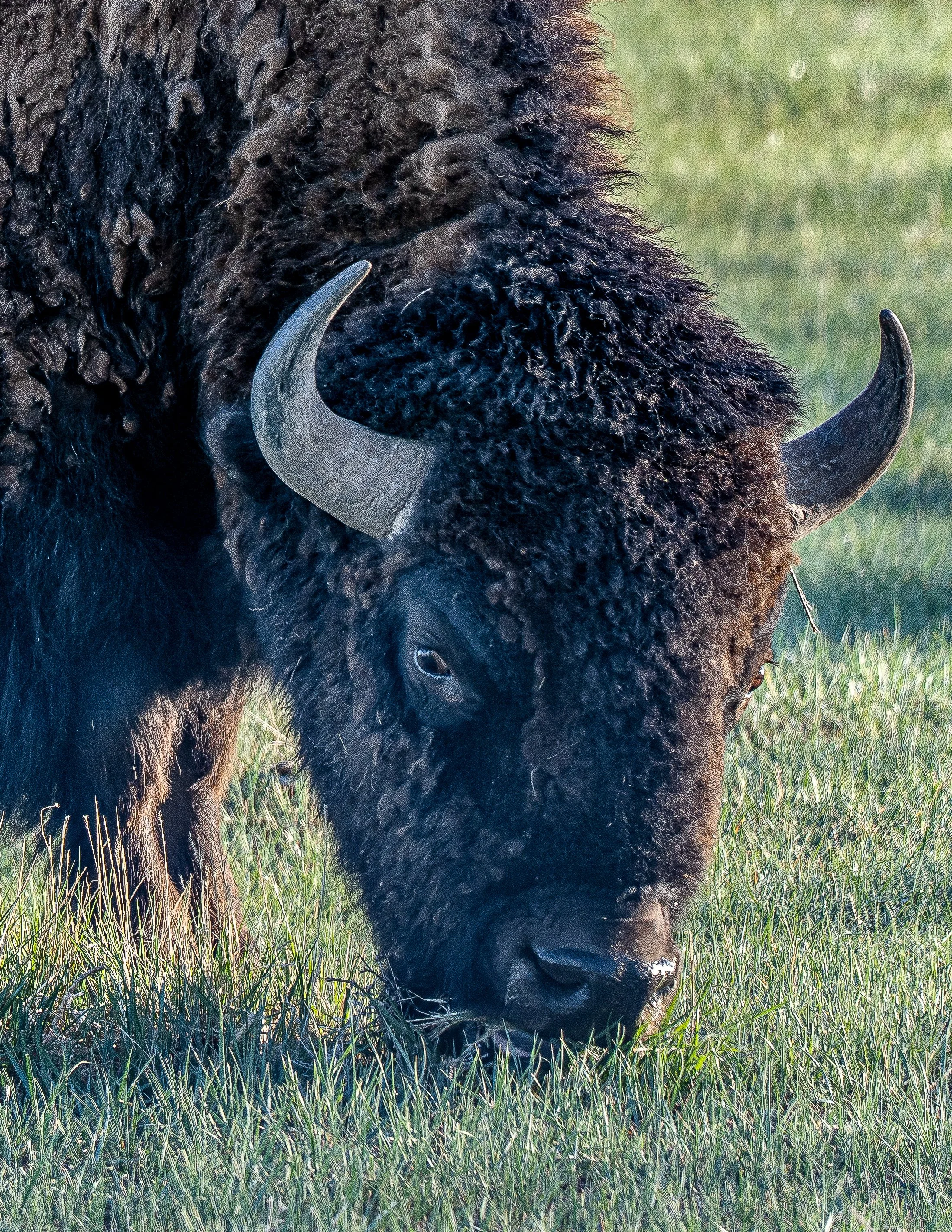 Bison 1, Rocky Mountain Arsenal National Wildlife Refuge, Denver